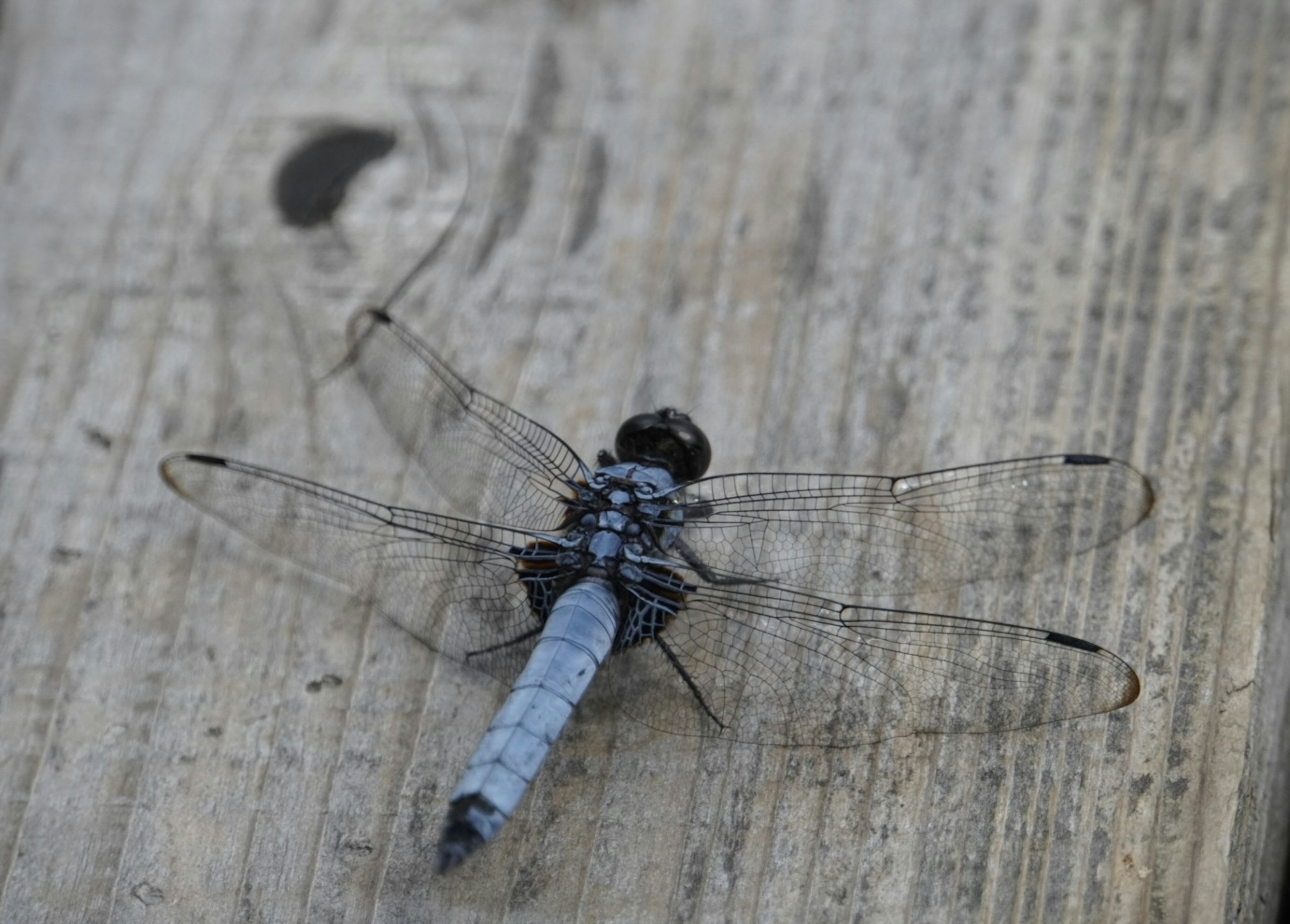 Libelle mit schwarzem Körper und blauer Schwanz auf Holz ruhend