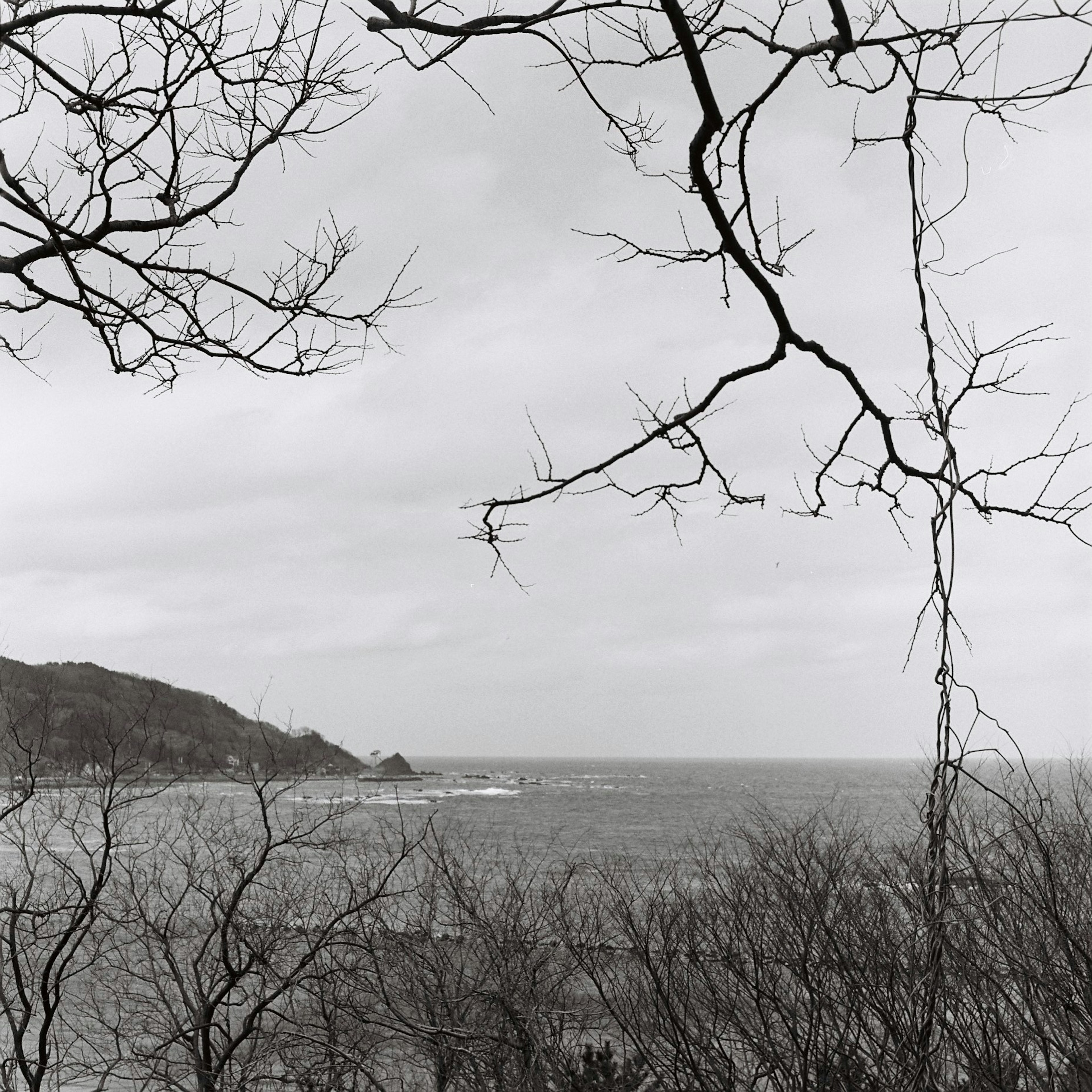 Silhouette of winter trees against a backdrop of ocean and mountains