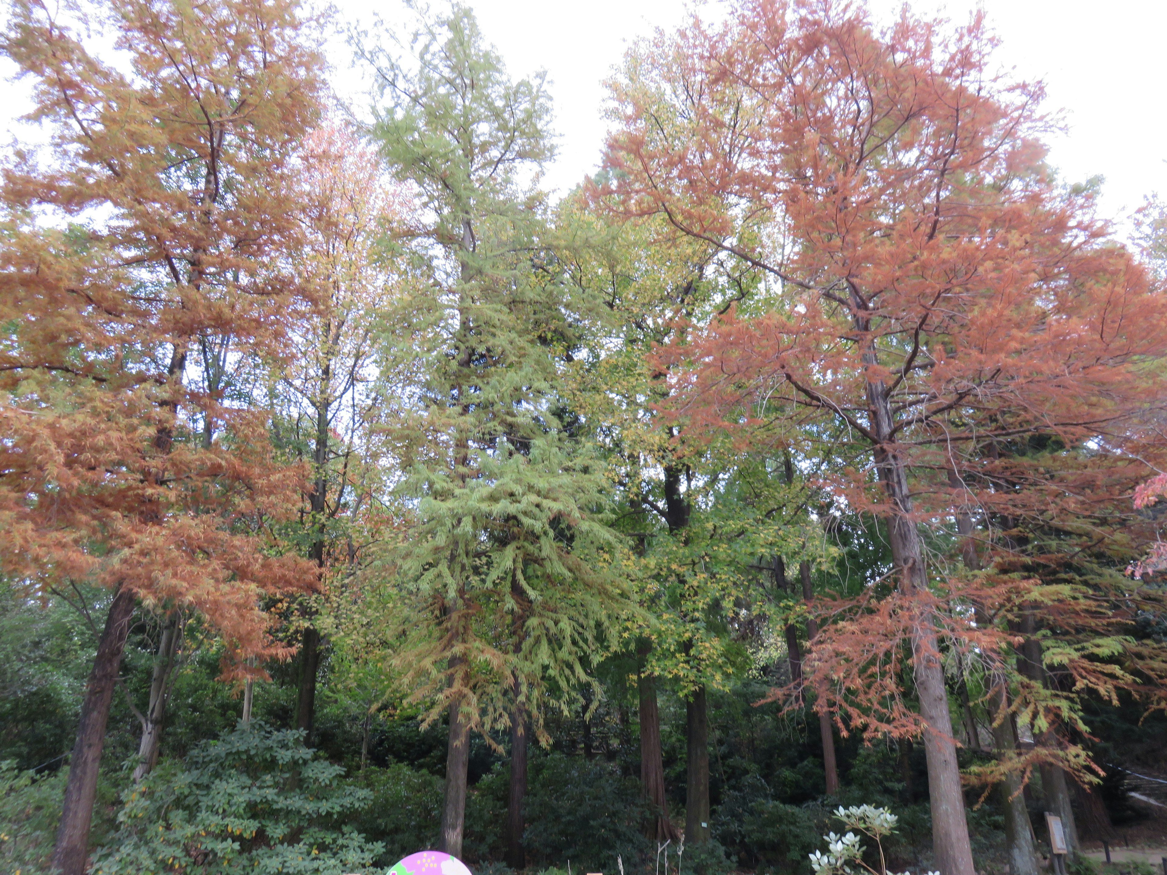 Waldszene mit herbstlich gefärbten Bäumen