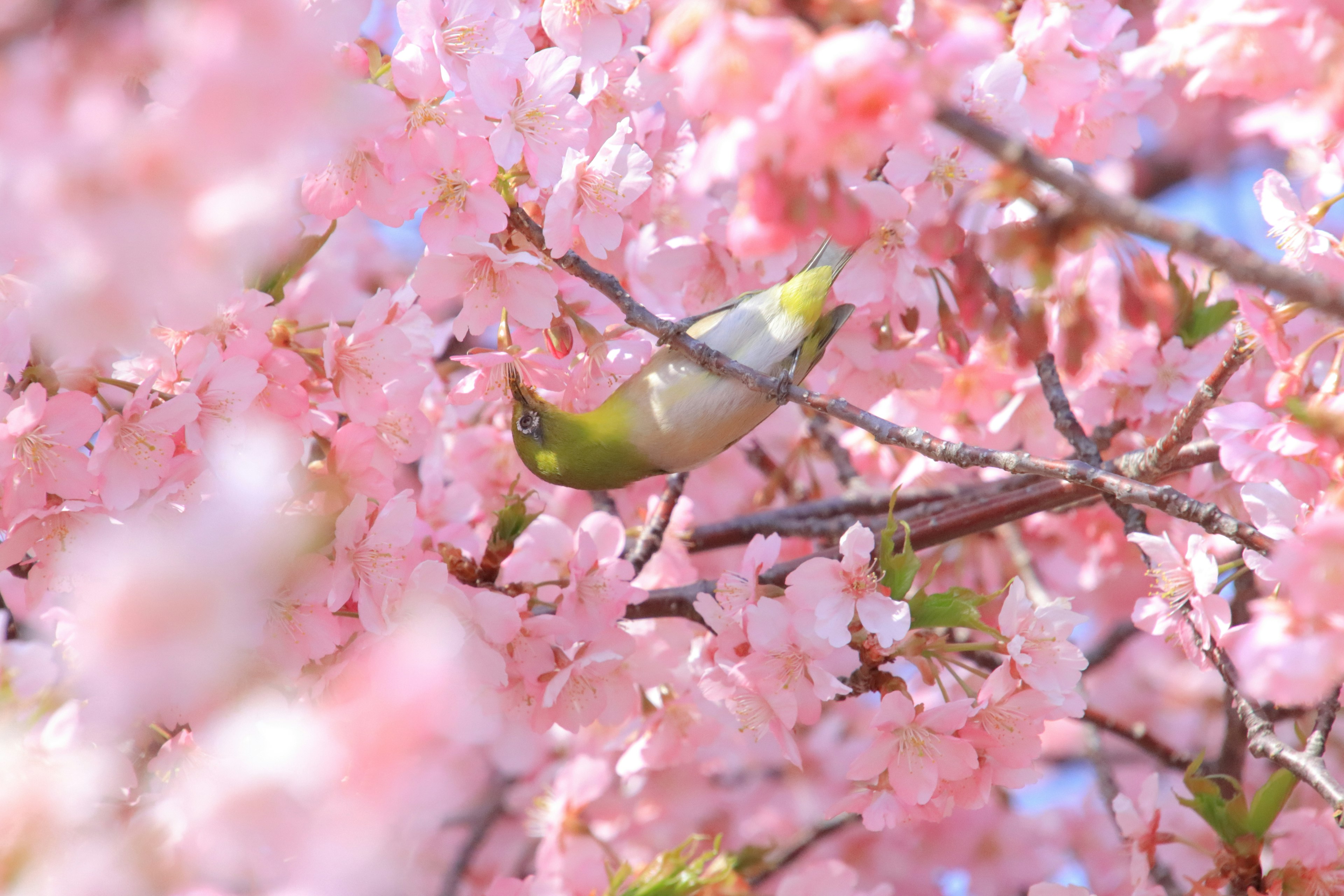 Un pequeño pájaro entre flores de cerezo