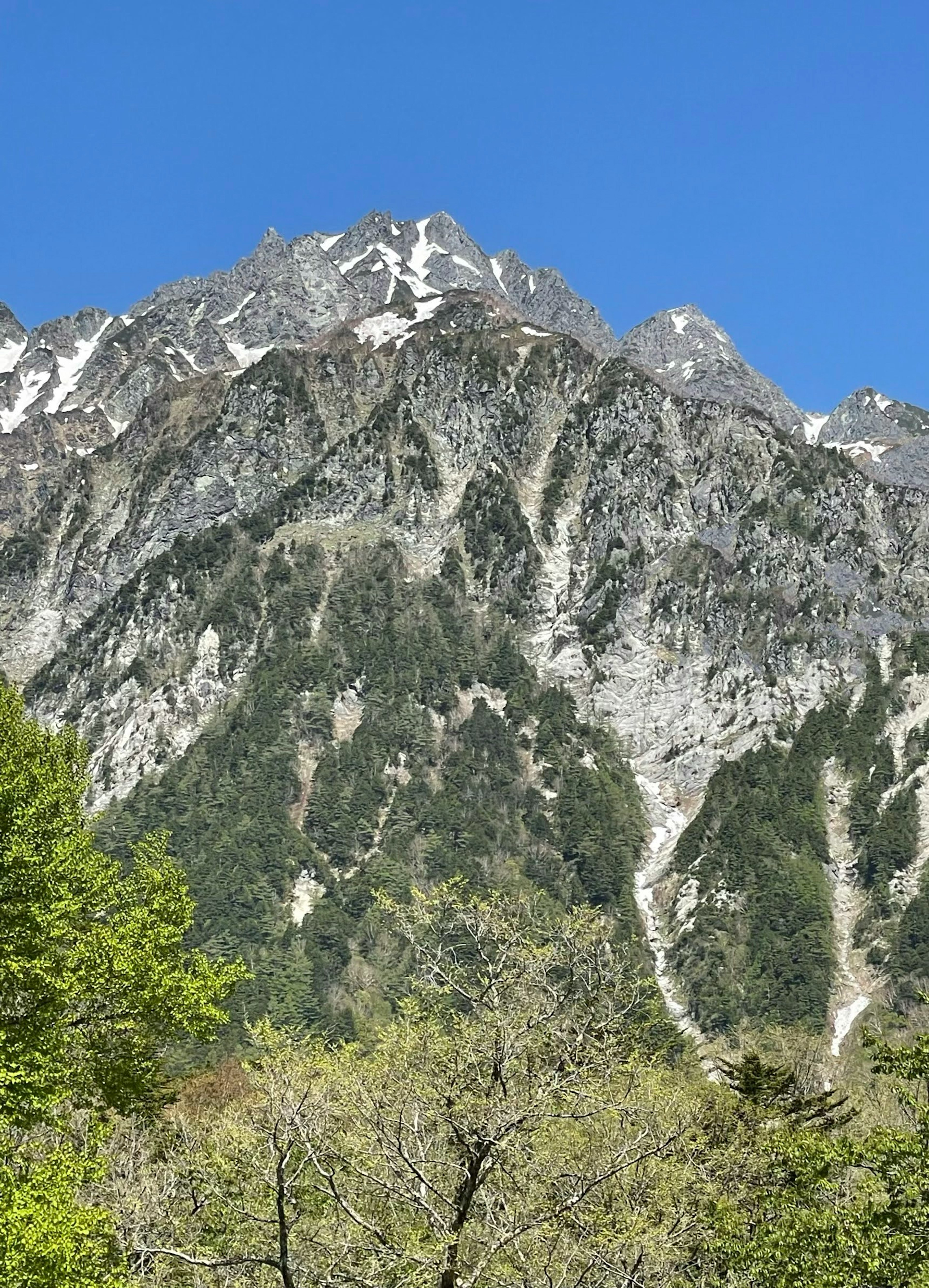 Hermoso paisaje con árboles verdes y montañas cubiertas de nieve