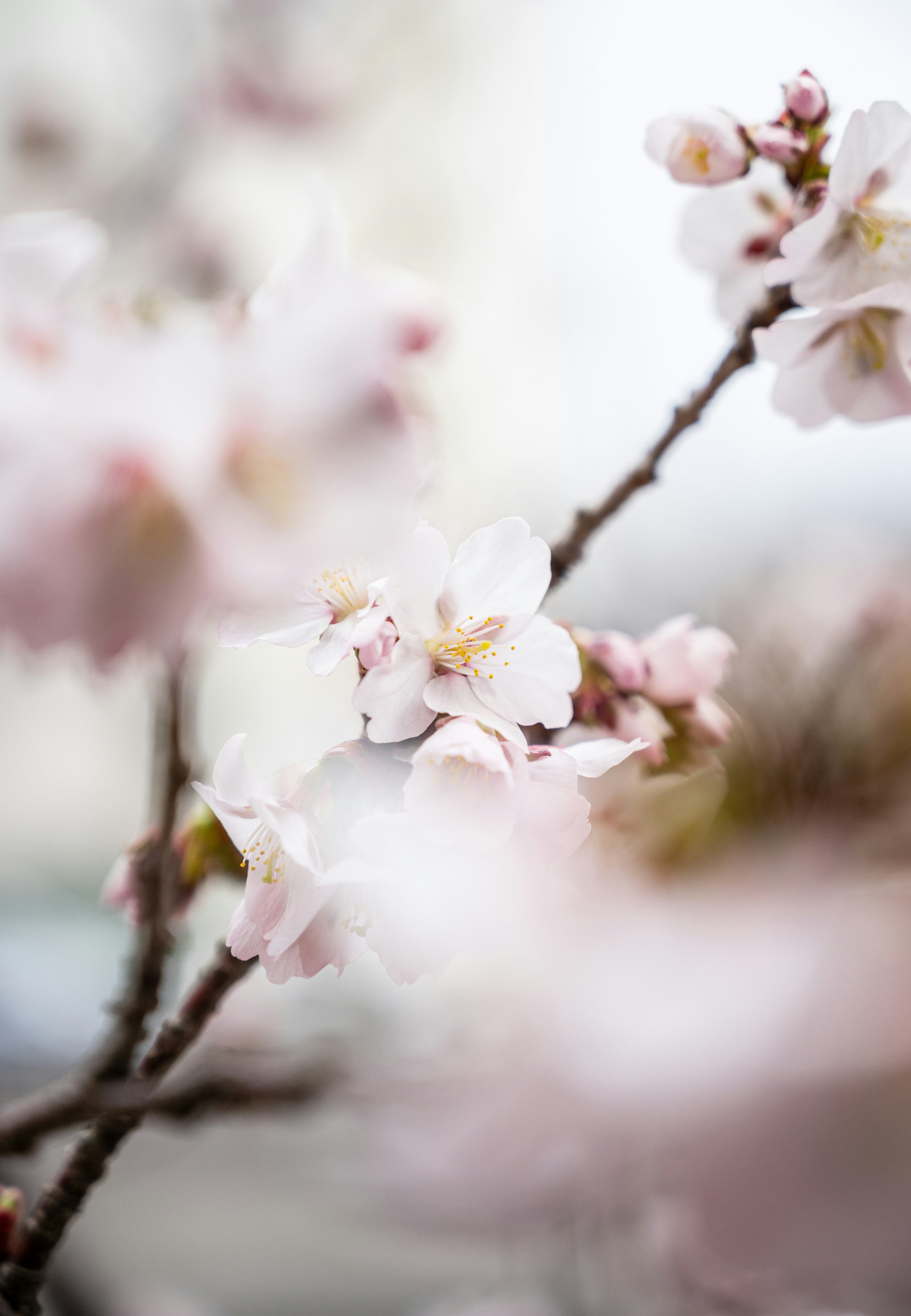 桜の花が咲いている枝のクローズアップ柔らかいピンク色の花びらとぼんやりとした背景