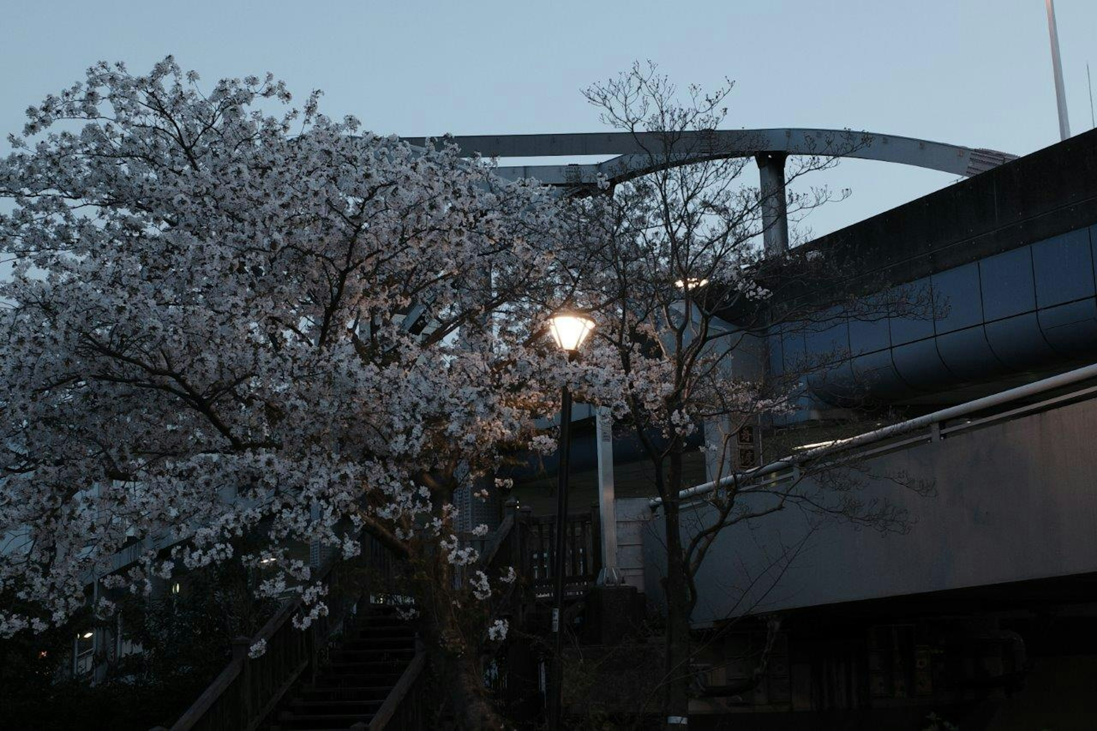 夜の桜の木と橋の構造