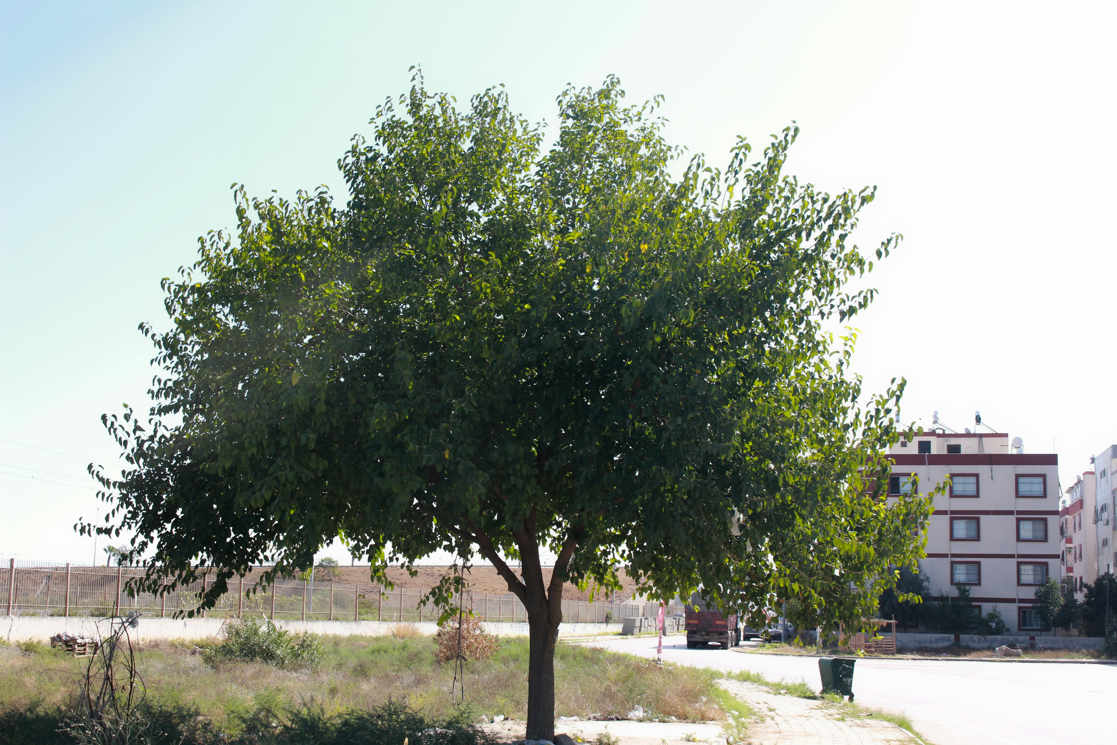 Un árbol verde con edificios circundantes al fondo