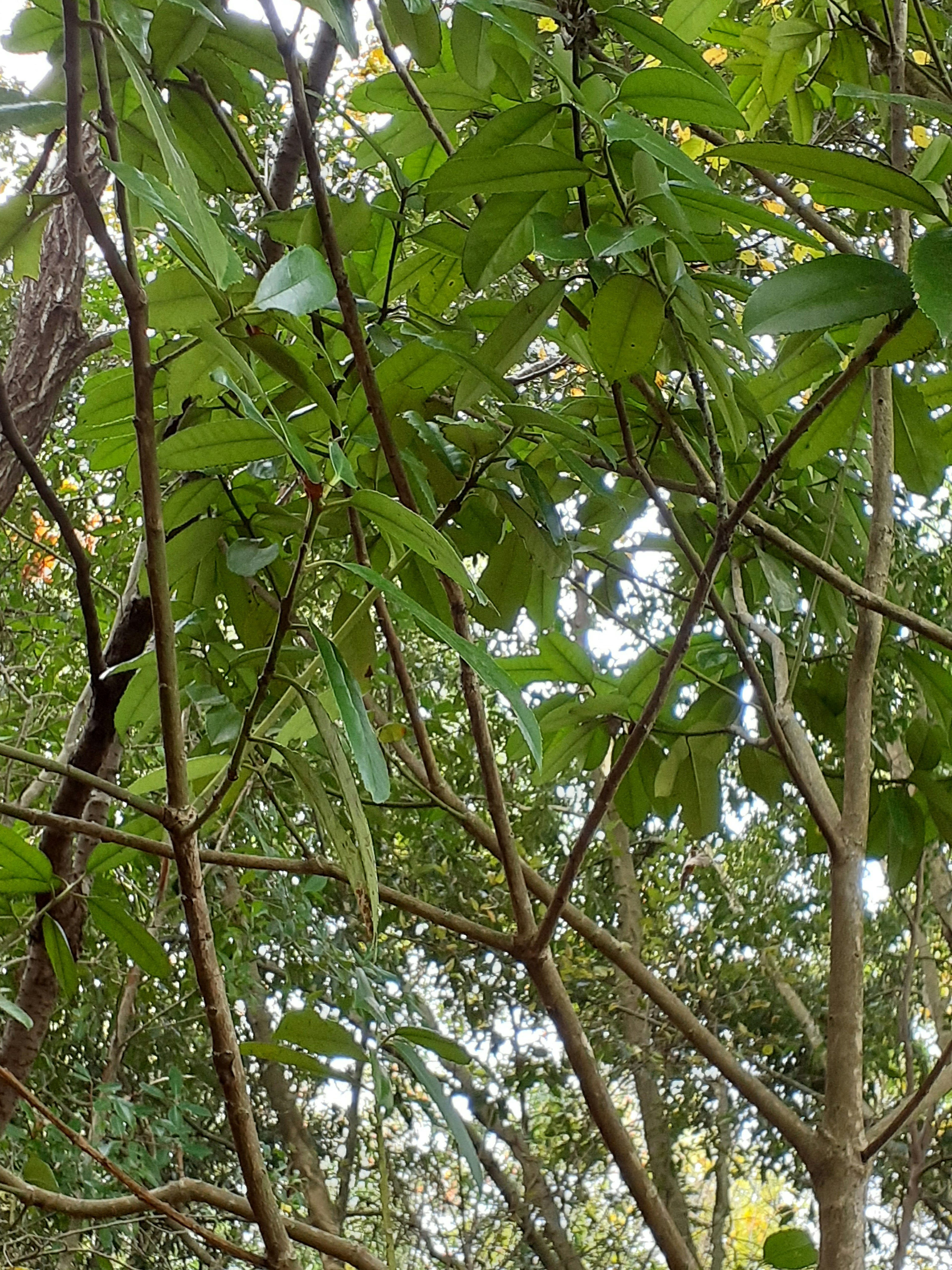 Una vista lussureggiante di foglie verdi tra gli alberi in un ambiente naturale