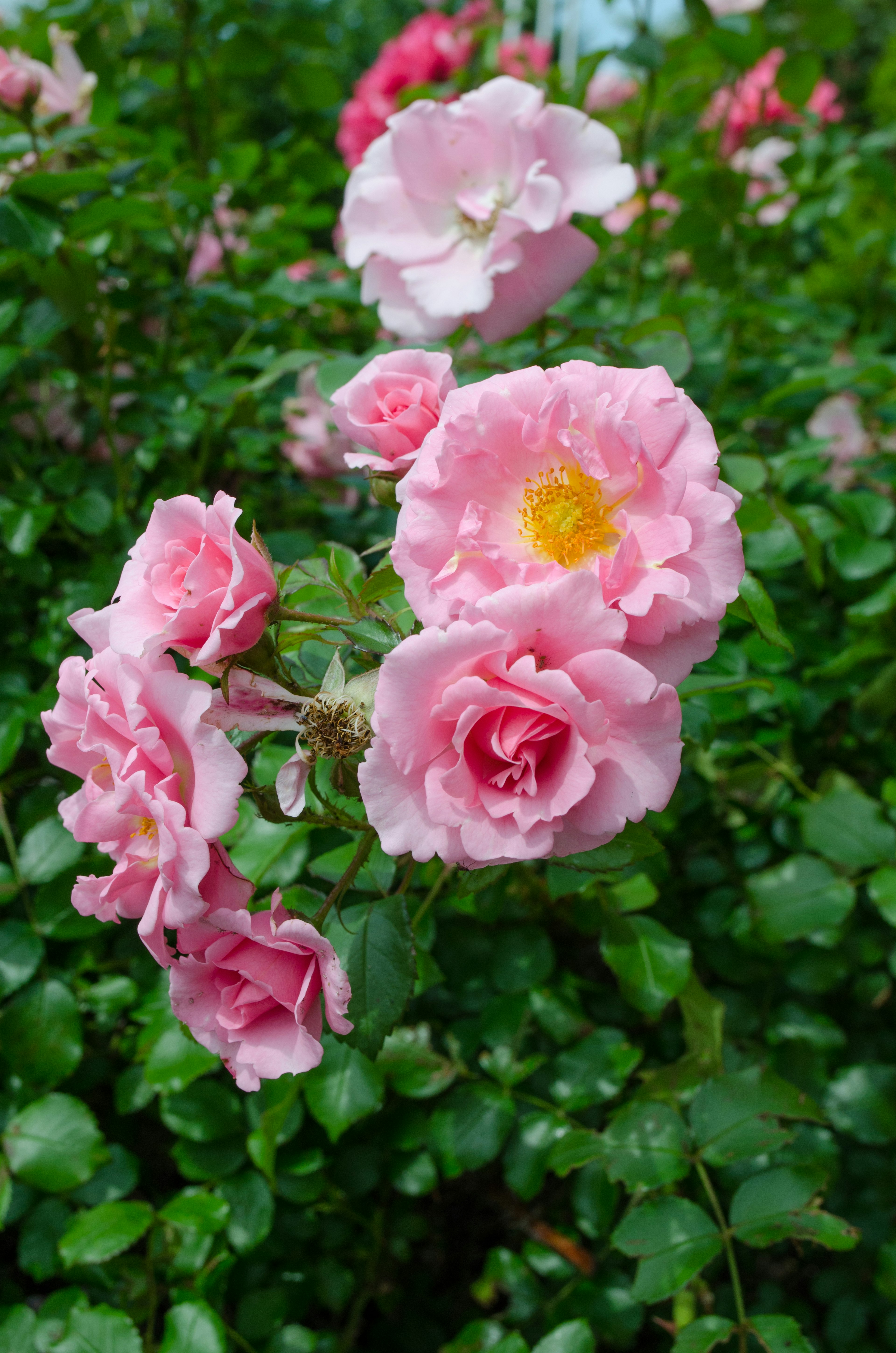 Cluster of pink roses blooming against a lush green background