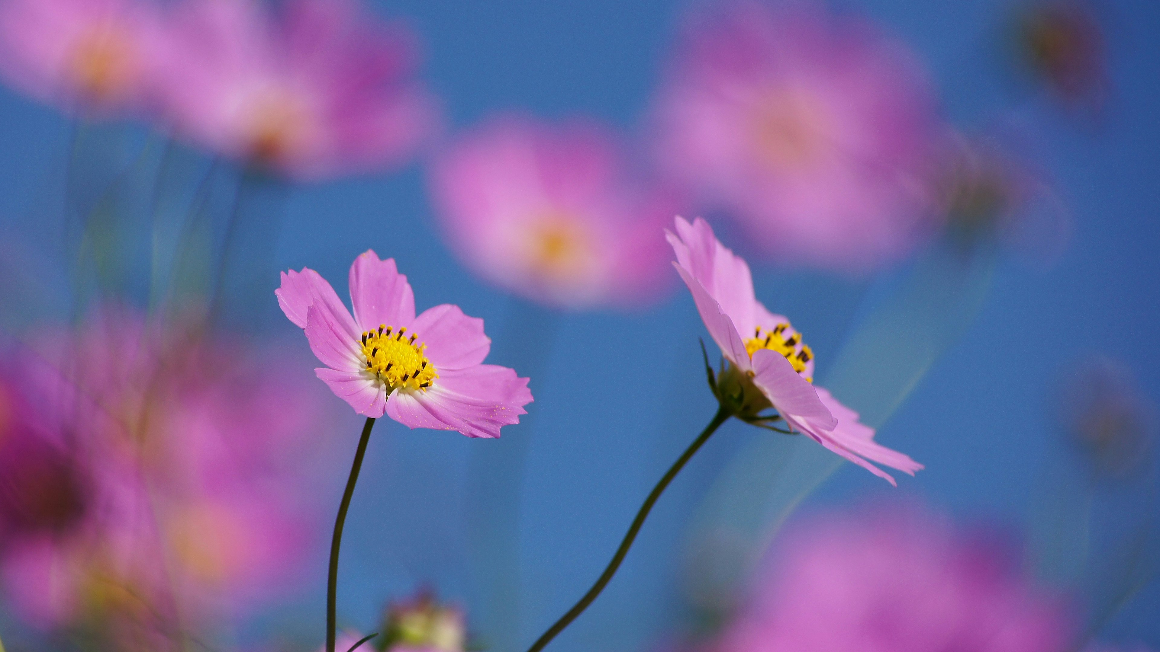 青空の下に咲くピンクの花々と黄色の中心