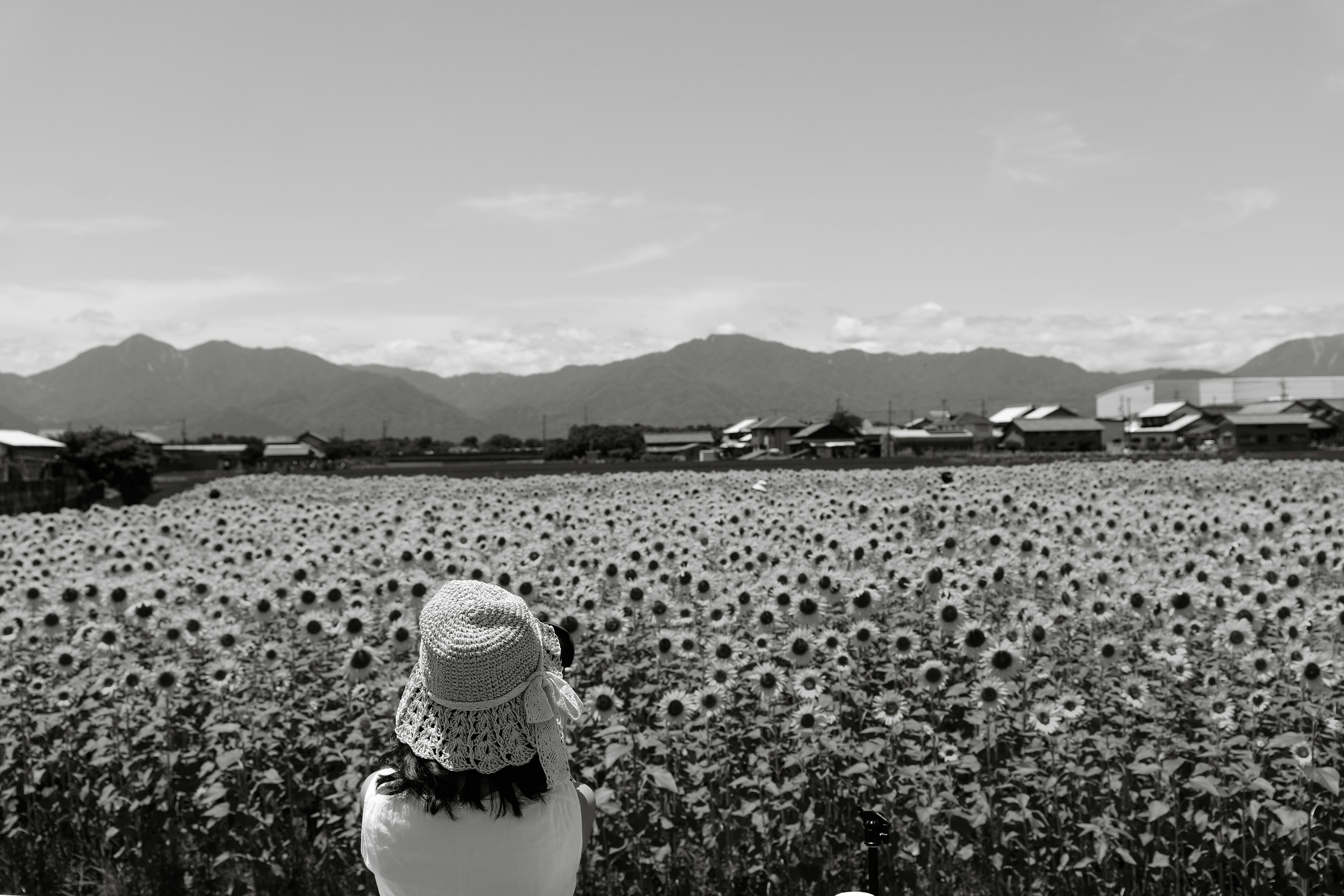 Mujer tomando una foto en un campo de girasoles con montañas al fondo