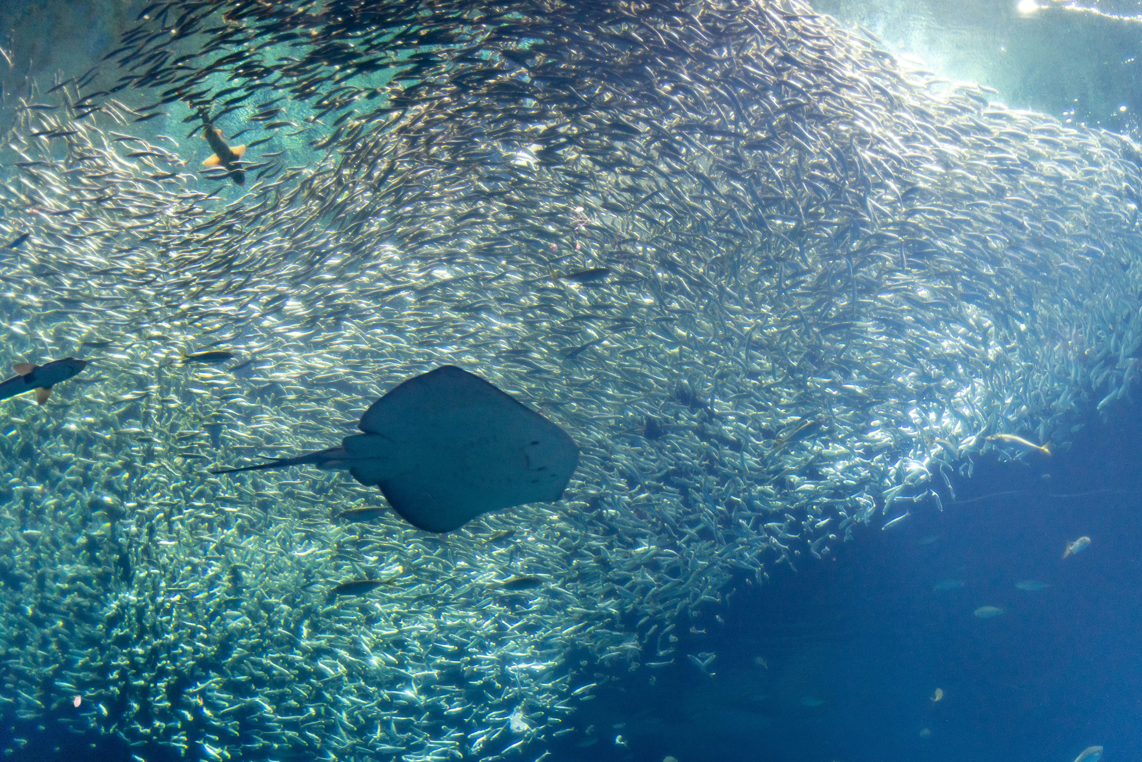 Seekor ikan pari berenang di antara sekumpulan ikan di air jernih