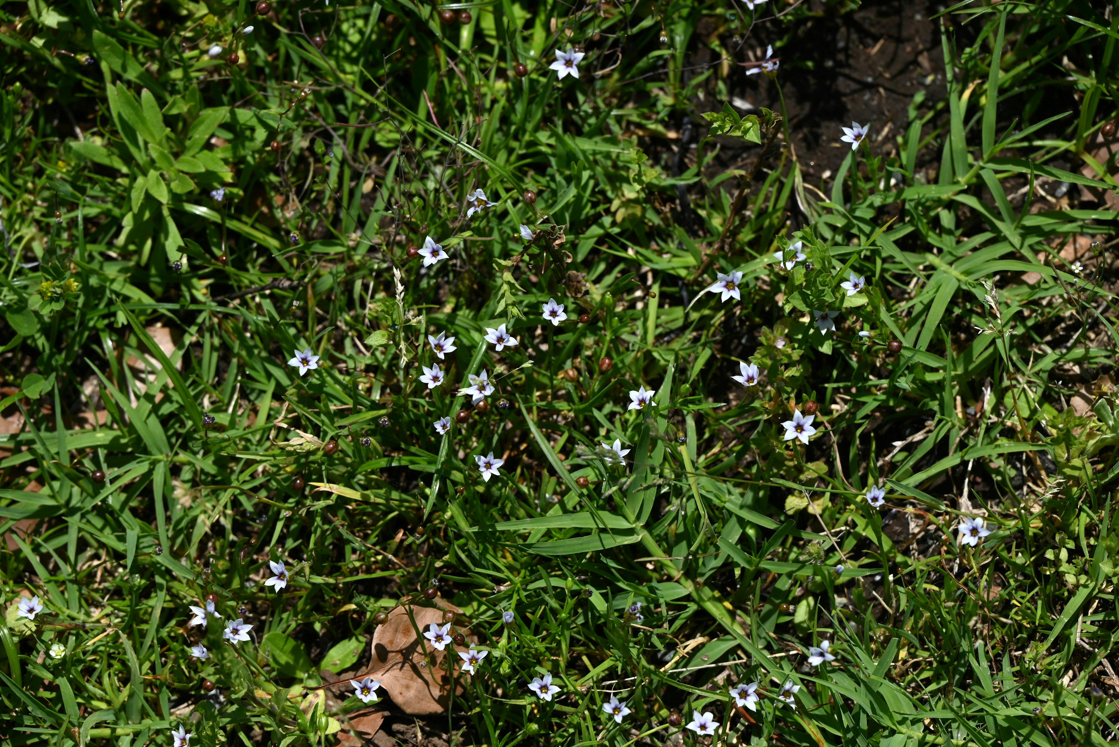 Small white flowers blooming among green grass