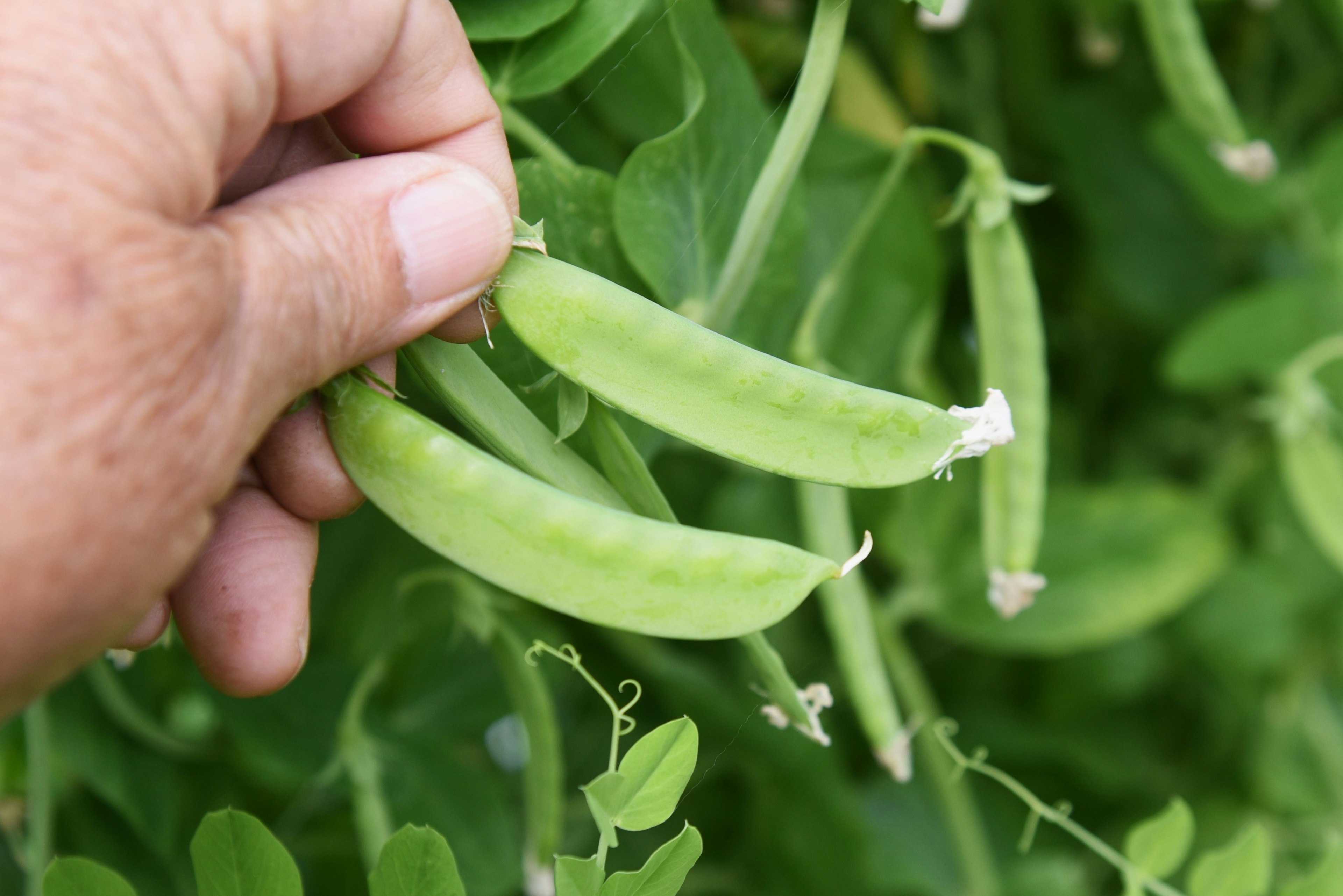 Une main tenant des gousses de petits pois verts frais suspendues à une plante verte