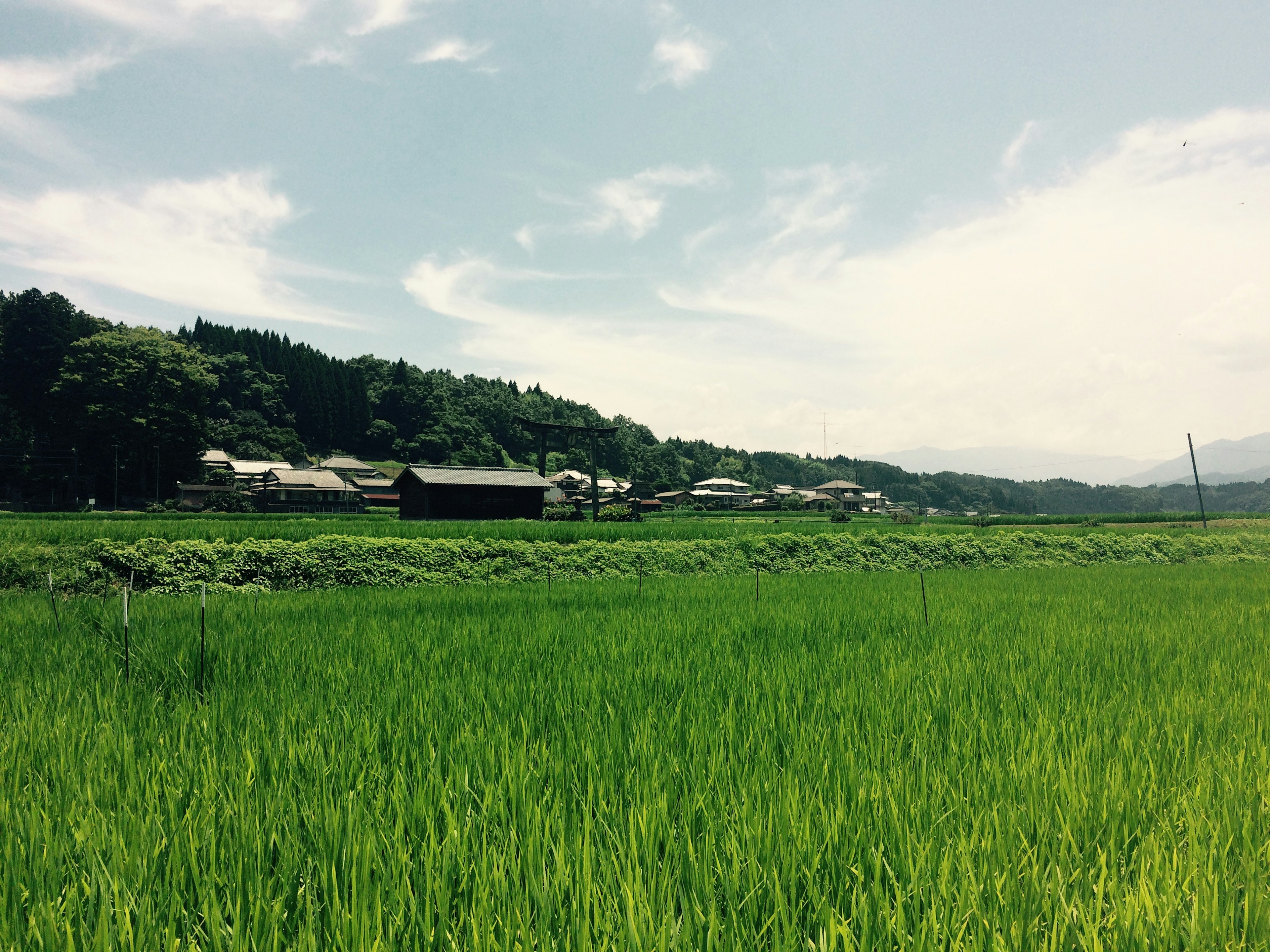 Lush green rice fields with distant farmhouses visible