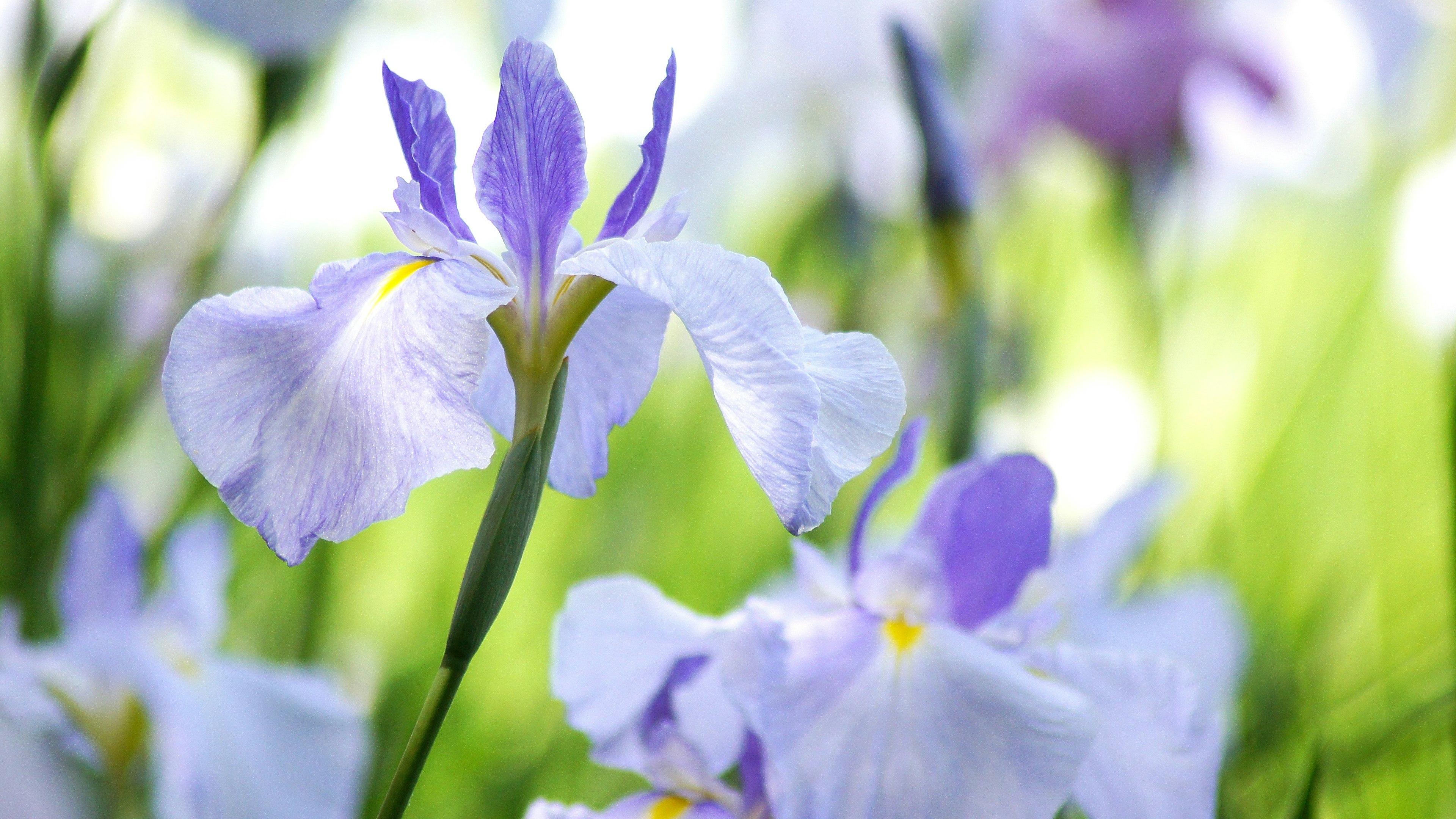 Zarte hellviolette Blüten mit gelben Akzenten, die vor einem üppig grünen Hintergrund blühen