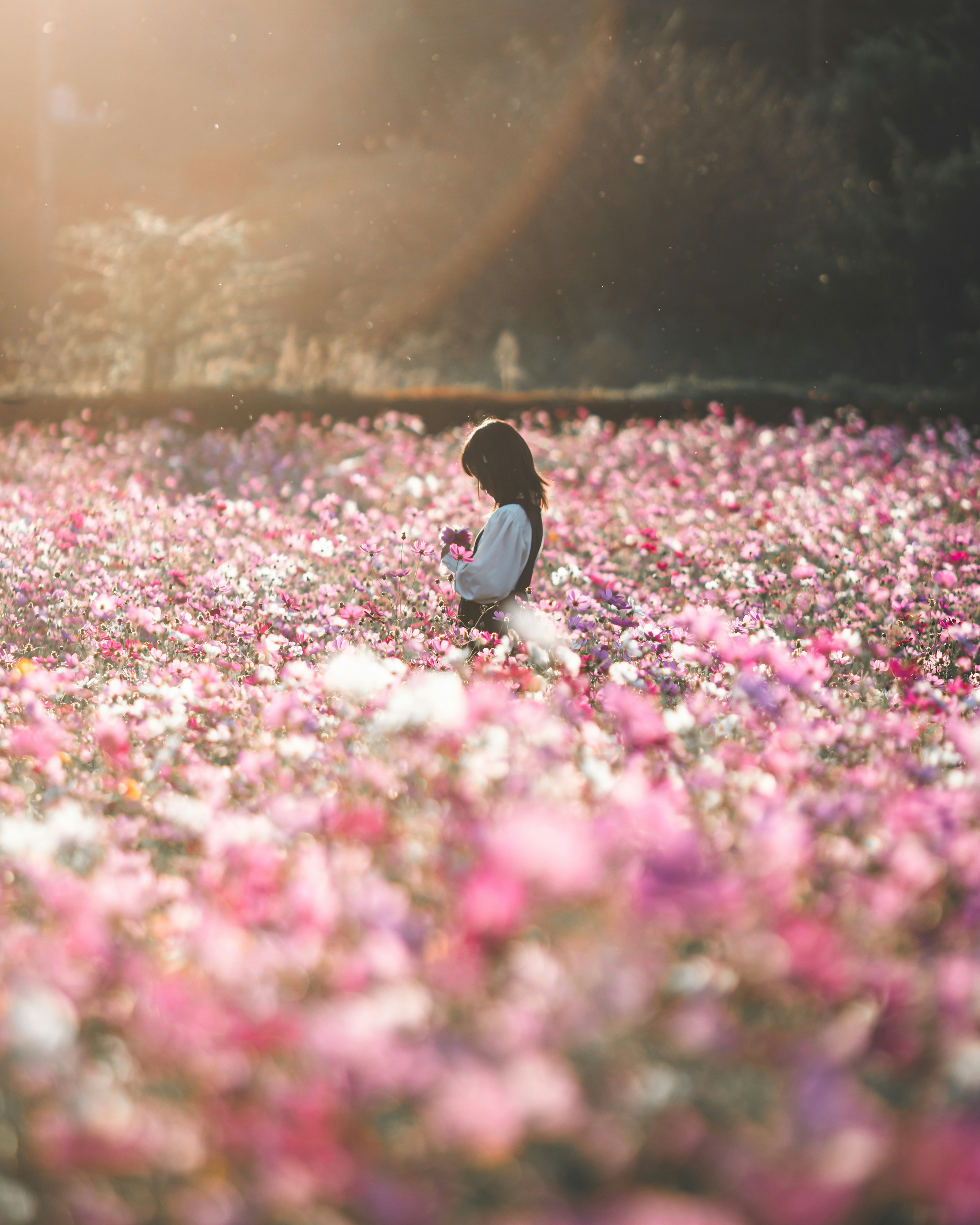 A woman standing in a flower field surrounded by pink flowers and sunlight