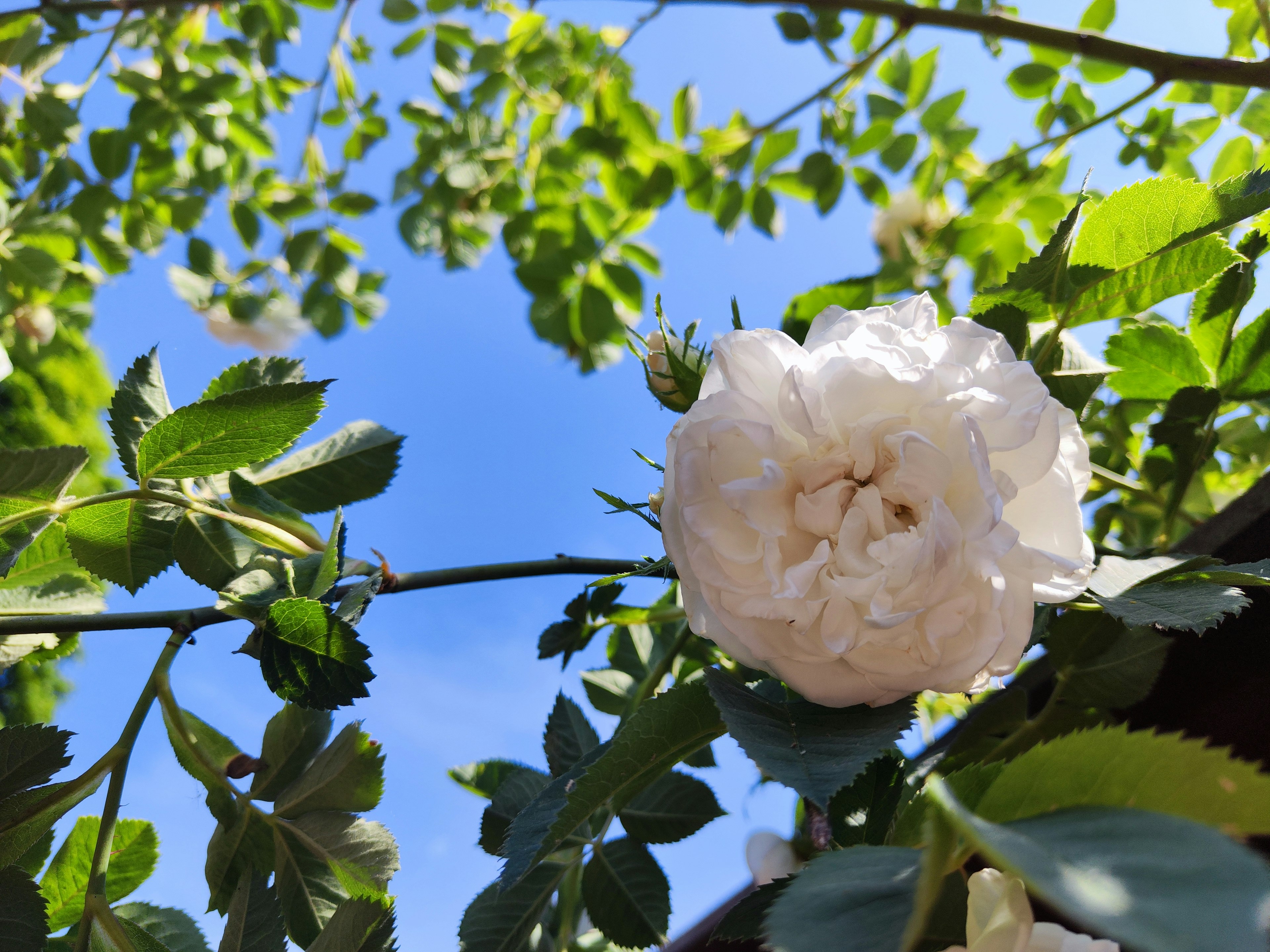 Un fiore di rosa bianca contro un cielo blu chiaro con foglie verdi