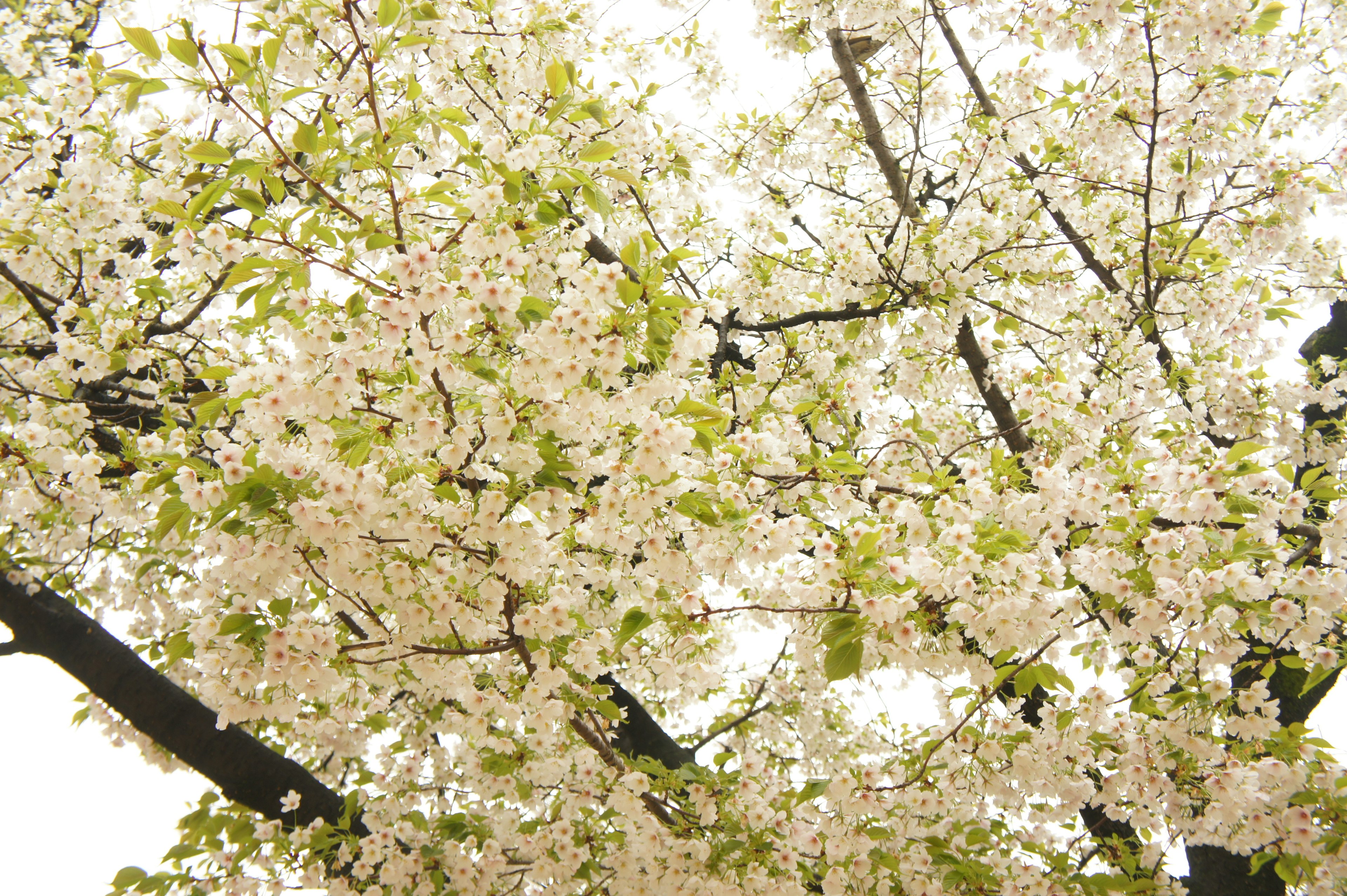 盛開的櫻花樹枝，白色花朵