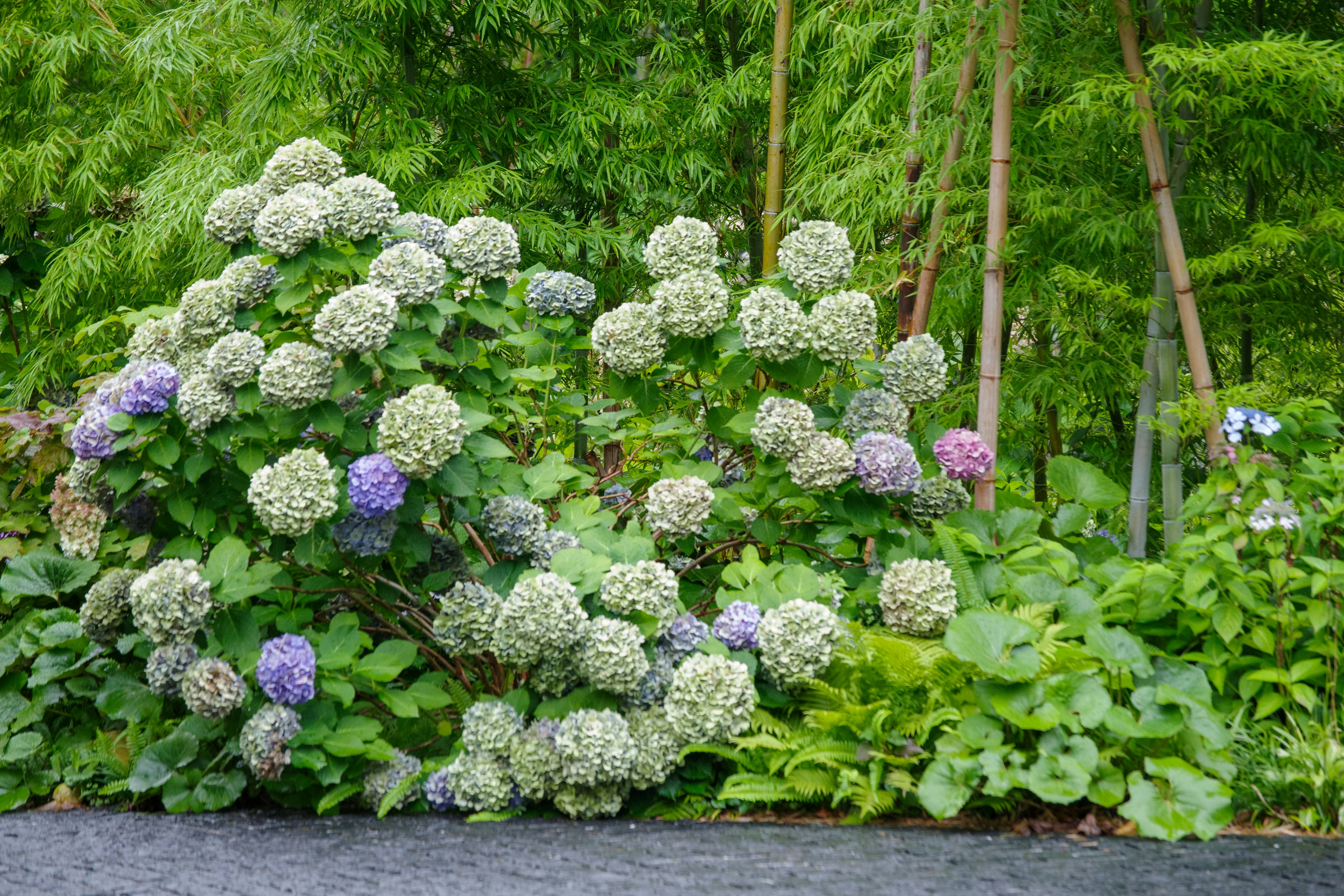 Flores de hortensia de varios colores floreciendo contra un fondo verde