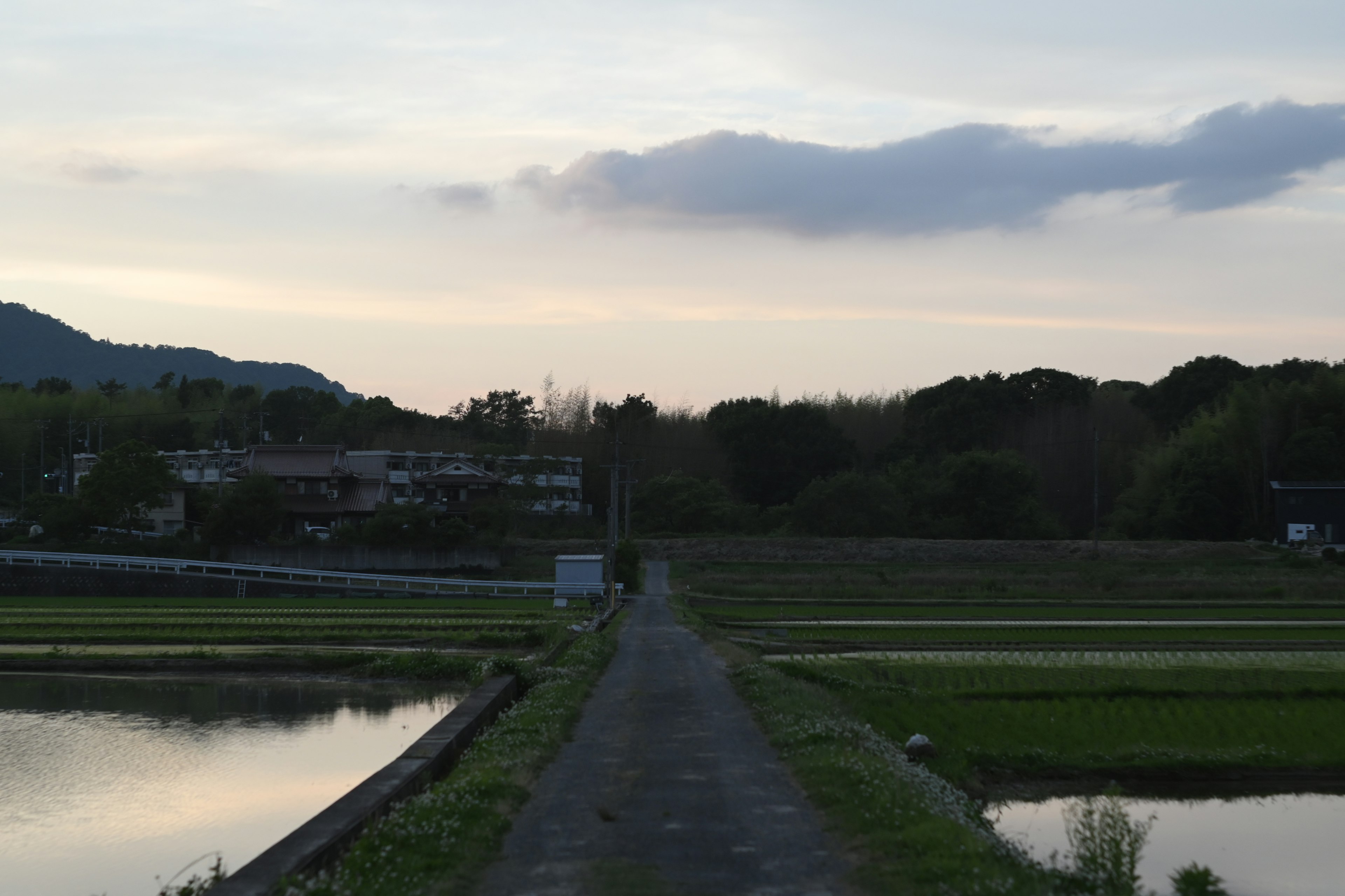 Pathway between rice fields with a cloudy sky