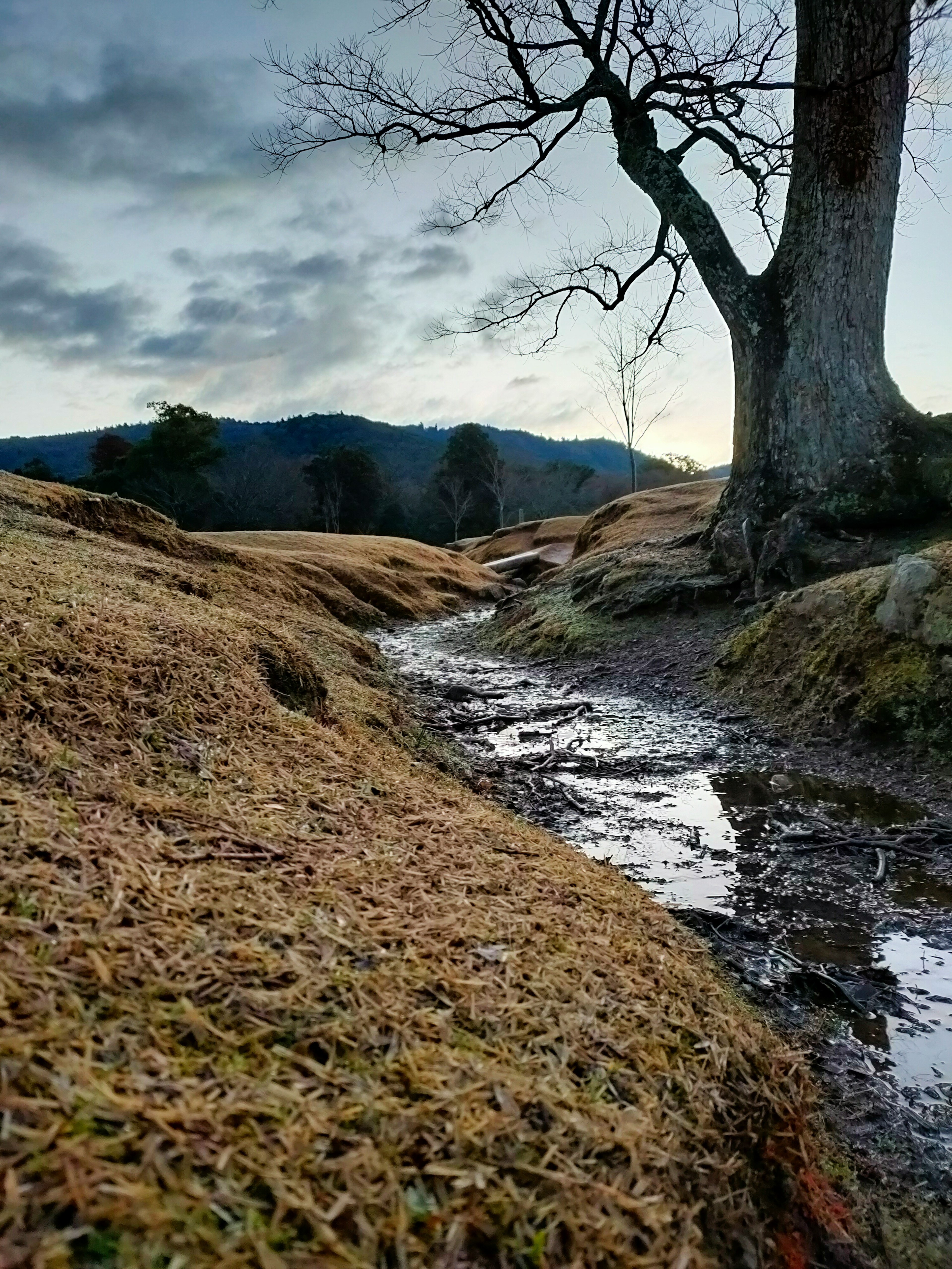 Landschaft mit einem Bach und einem Baum