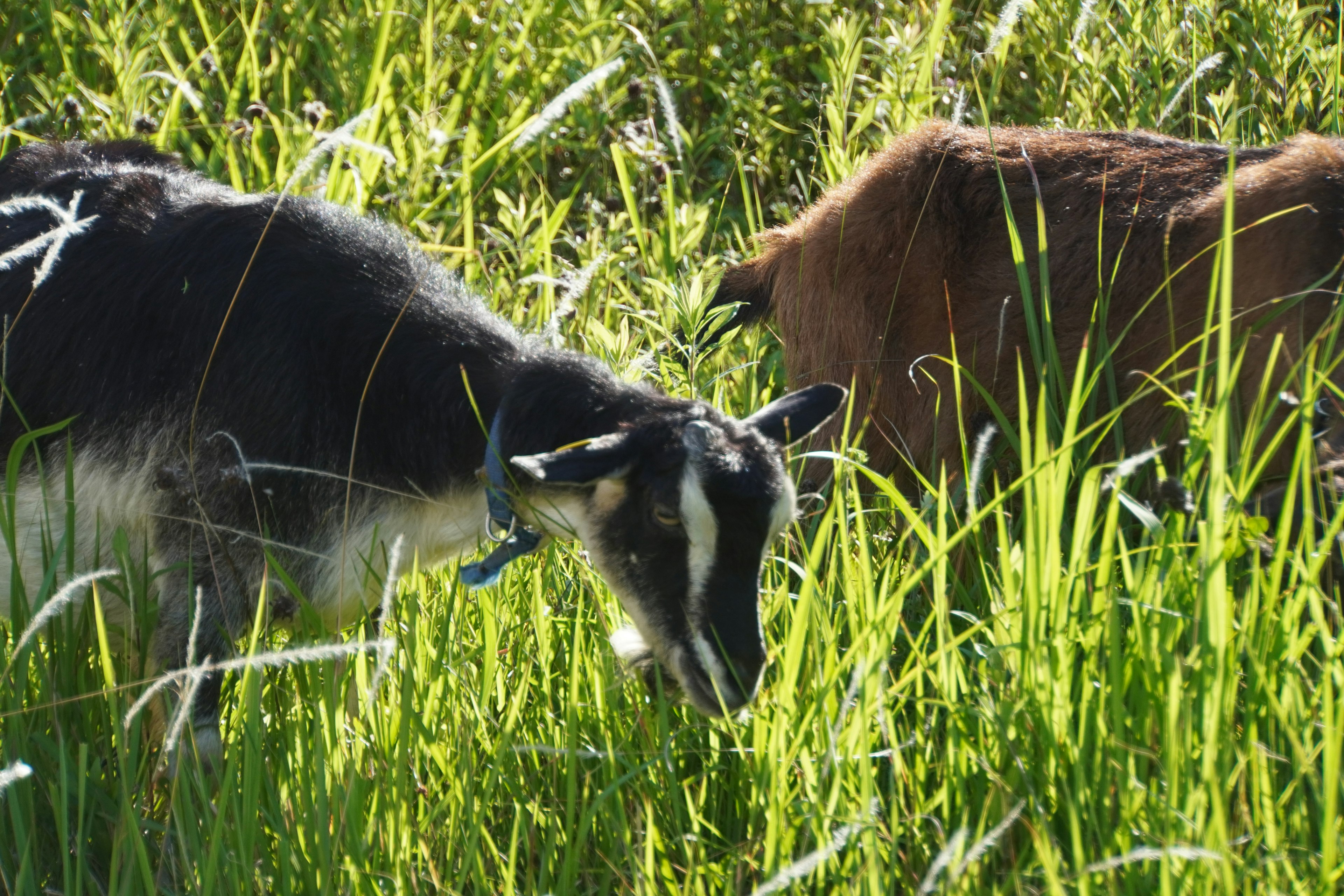 Black and brown goats grazing in tall grass