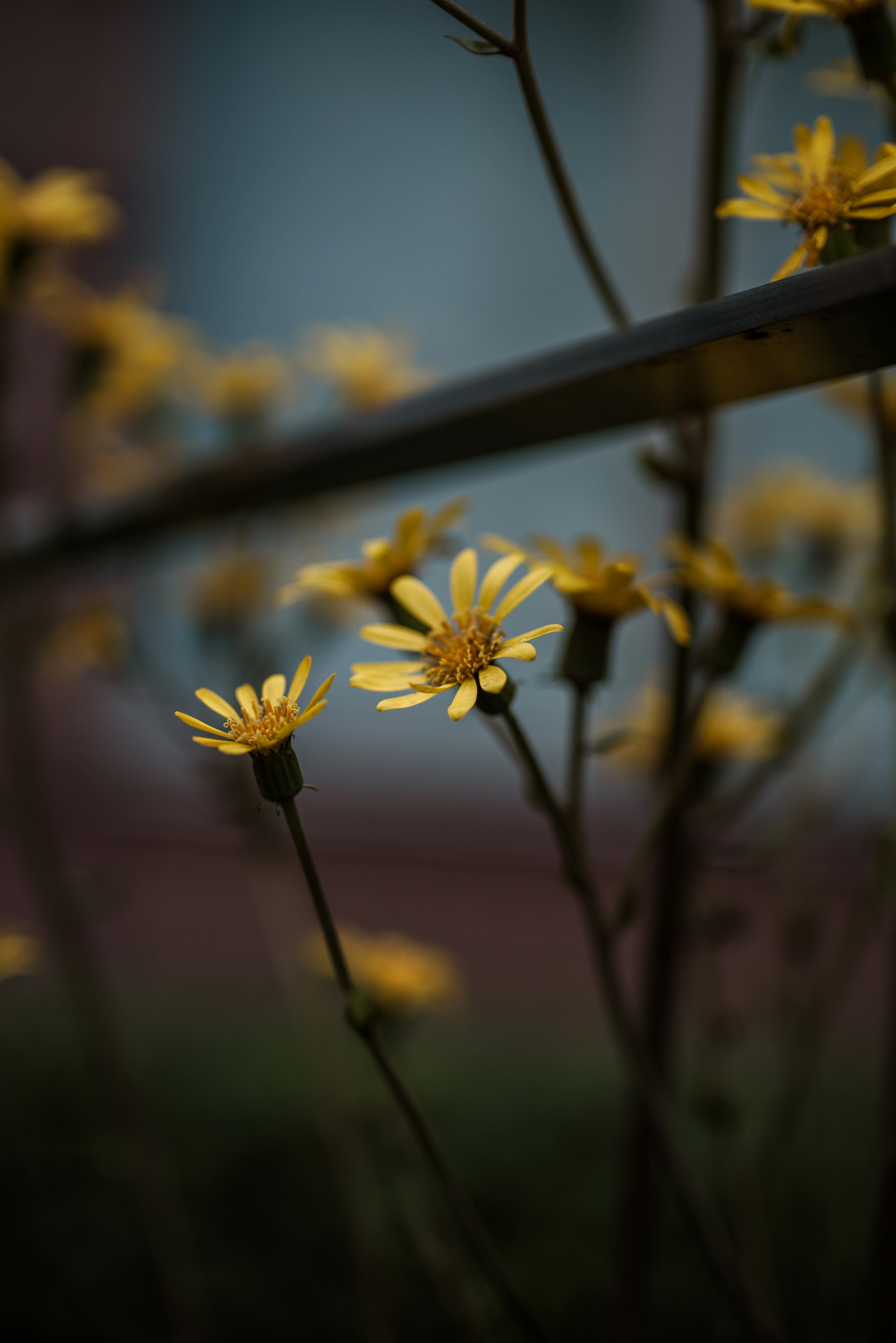 黄色い花が茎から伸びている背景にぼかし