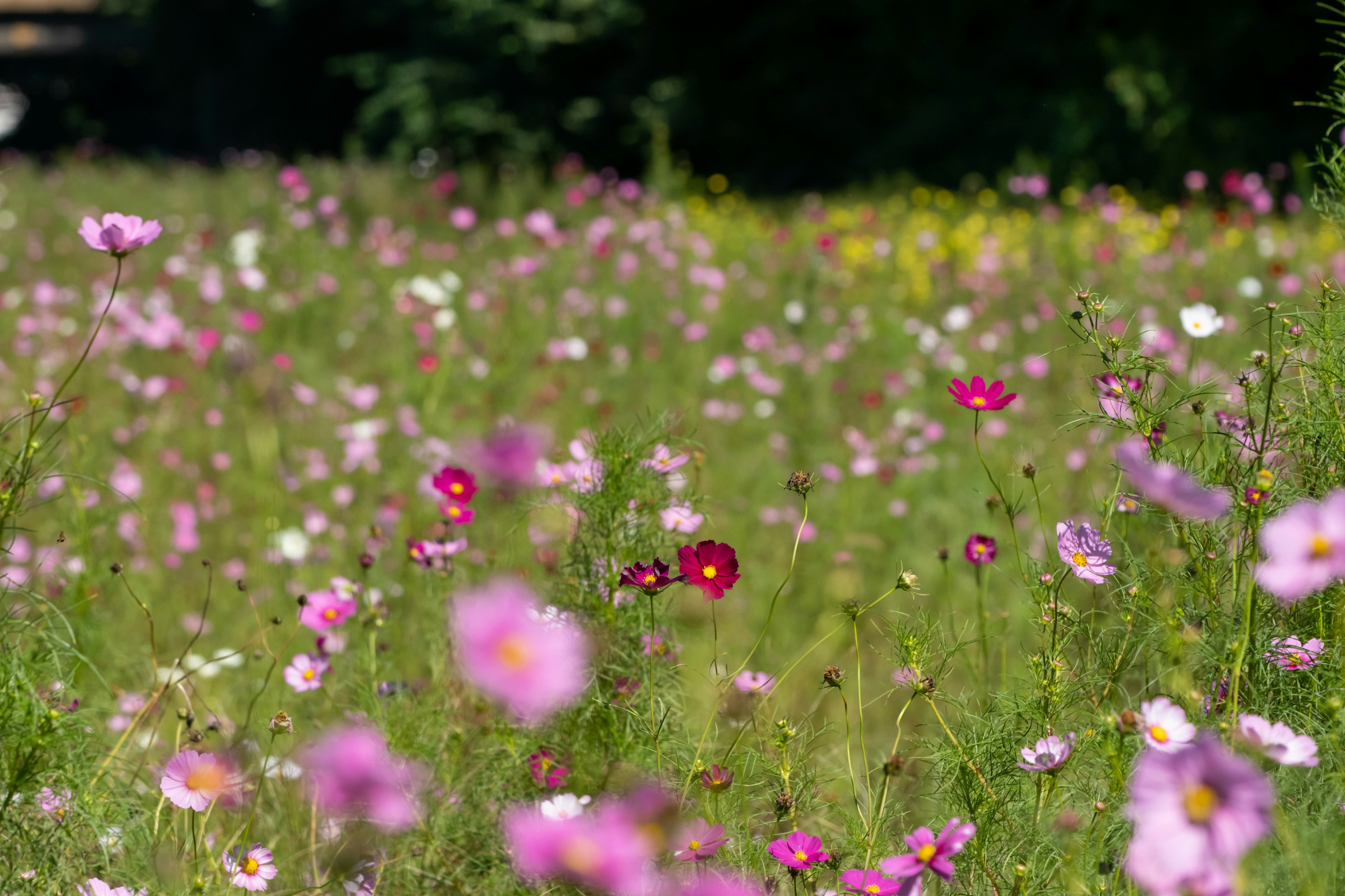 Fleurs colorées en fleurs dans une prairie