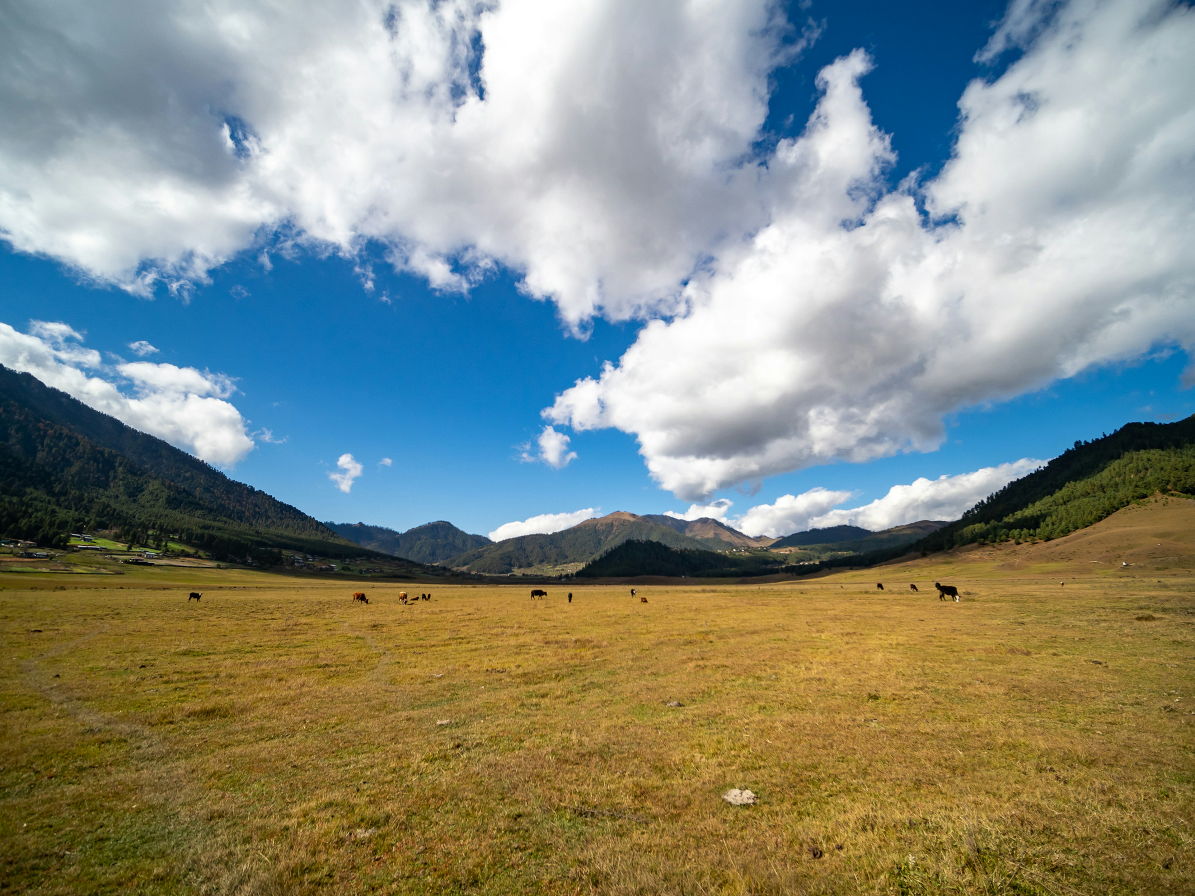 Amplia pradera con cielo azul y nubes blancas