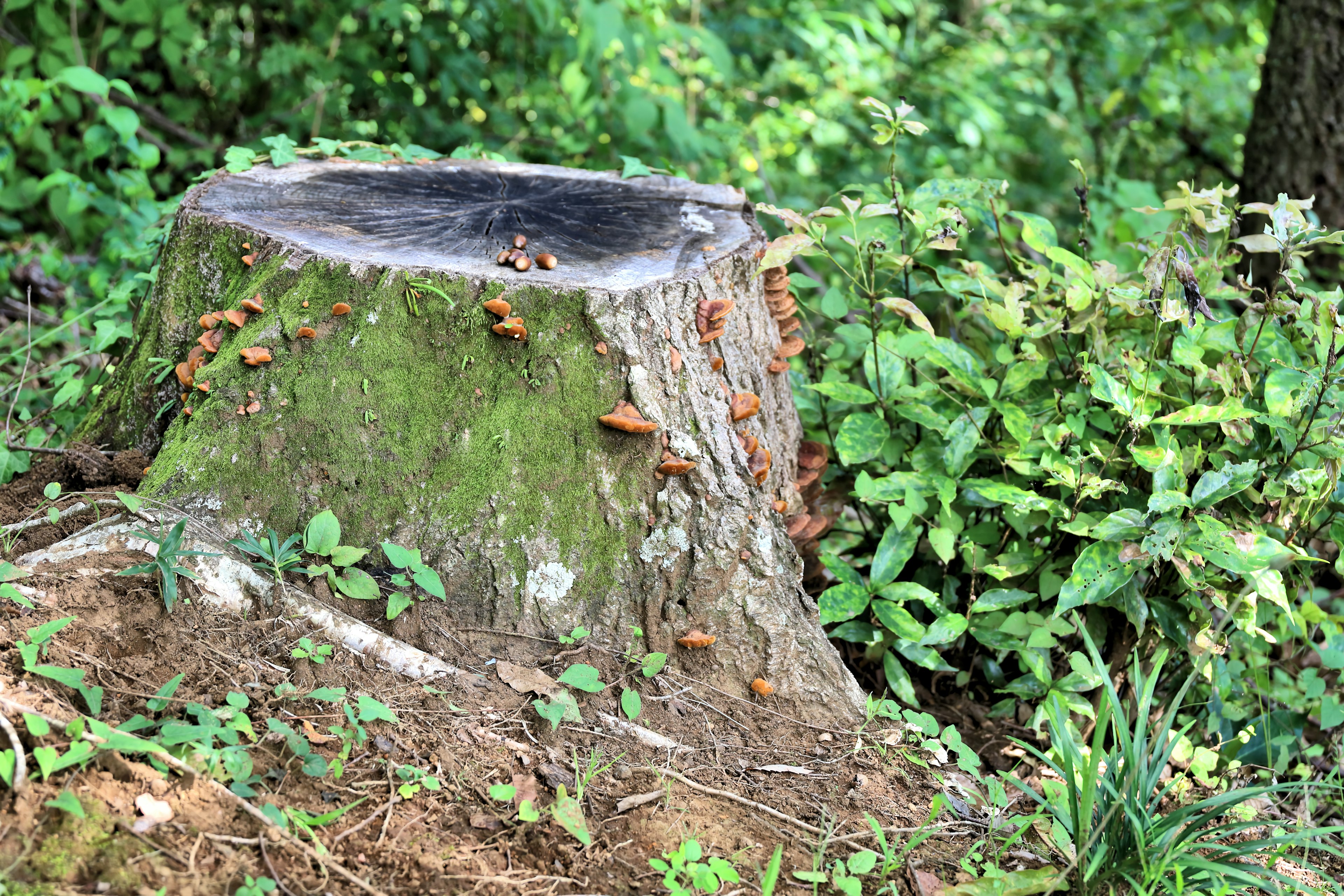 Tocón de árbol rodeado de follaje verde