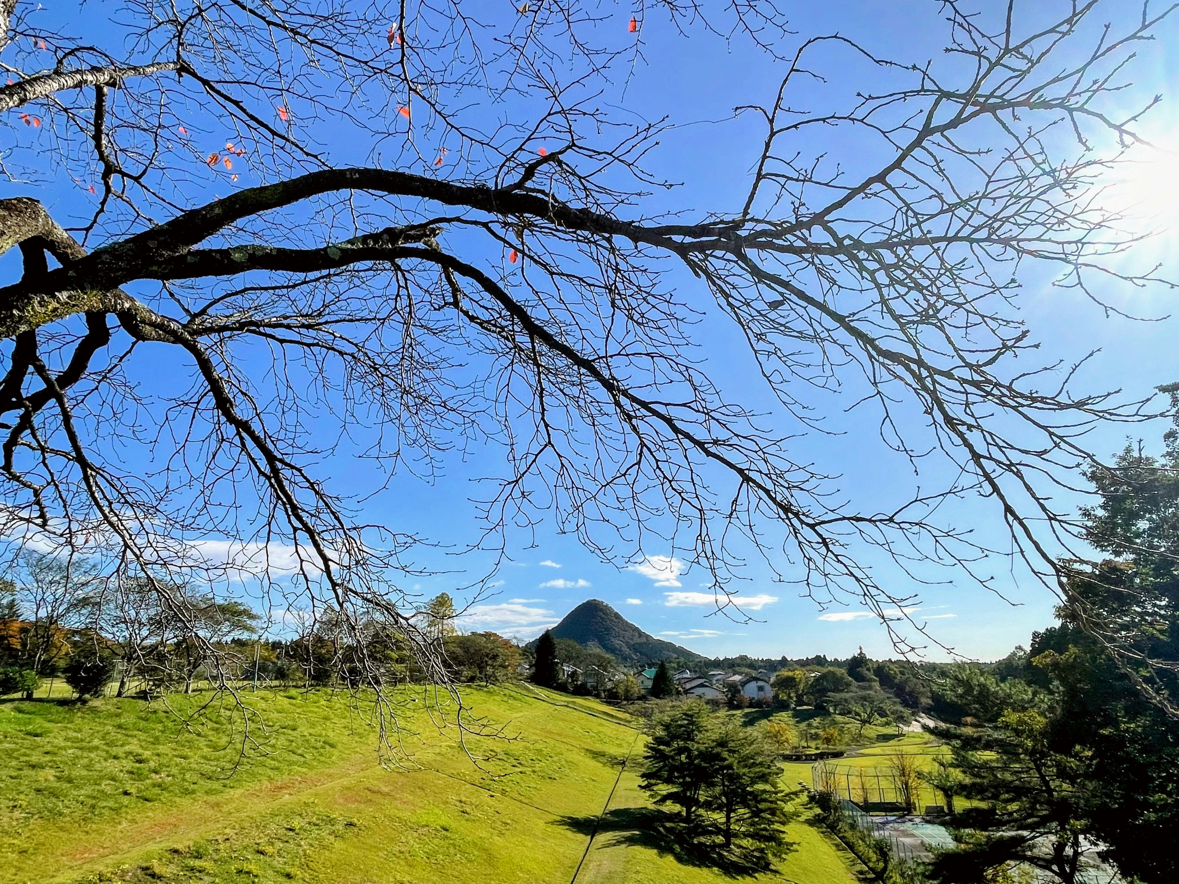 Cabang pohon dengan langit biru cerah dan bukit hijau di latar belakang