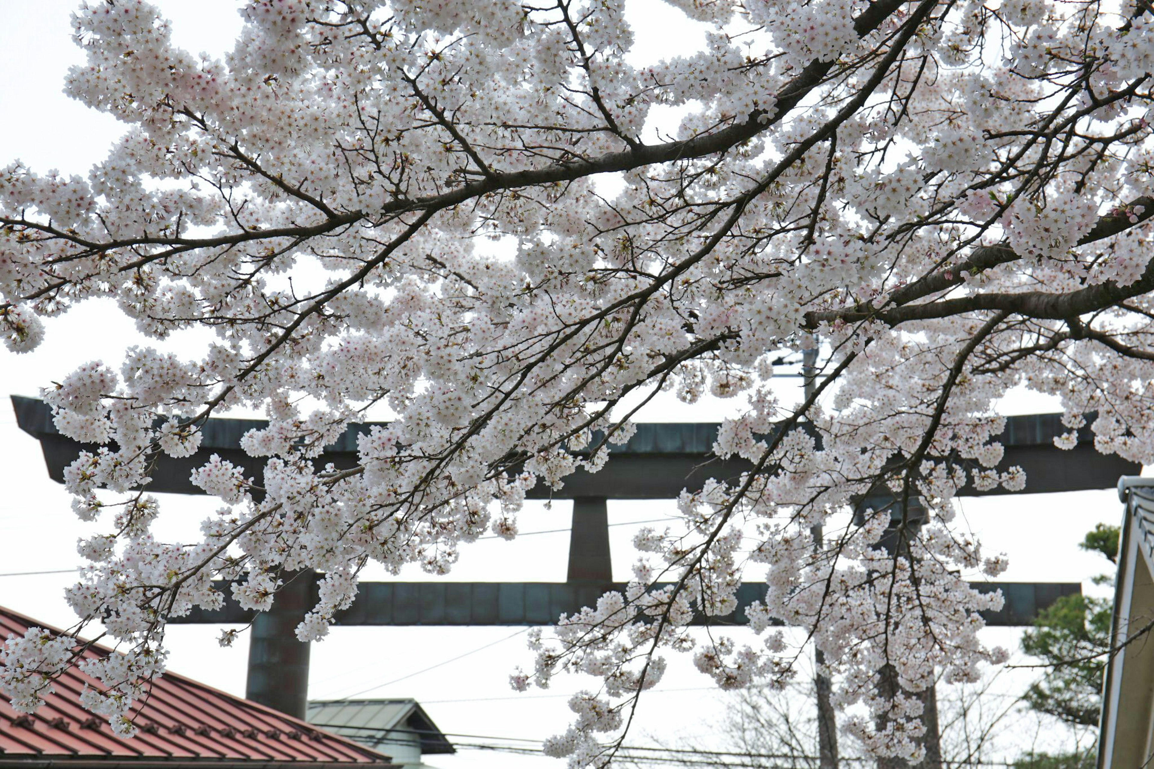 Árbol de cerezo en flor con un torii al fondo