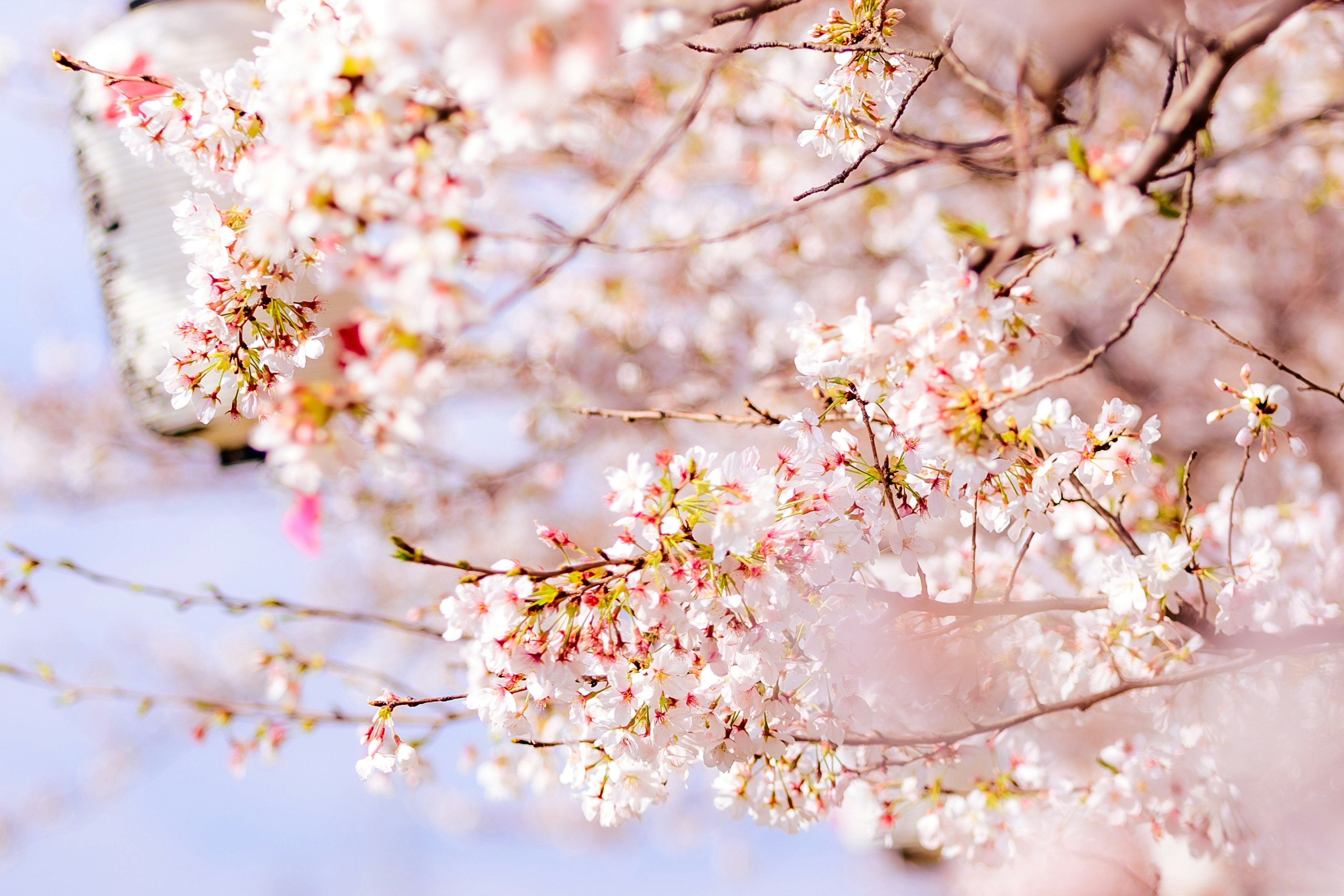 Nahaufnahme von Kirschblüten mit blassen rosa Blütenblättern vor einem blauen Himmel