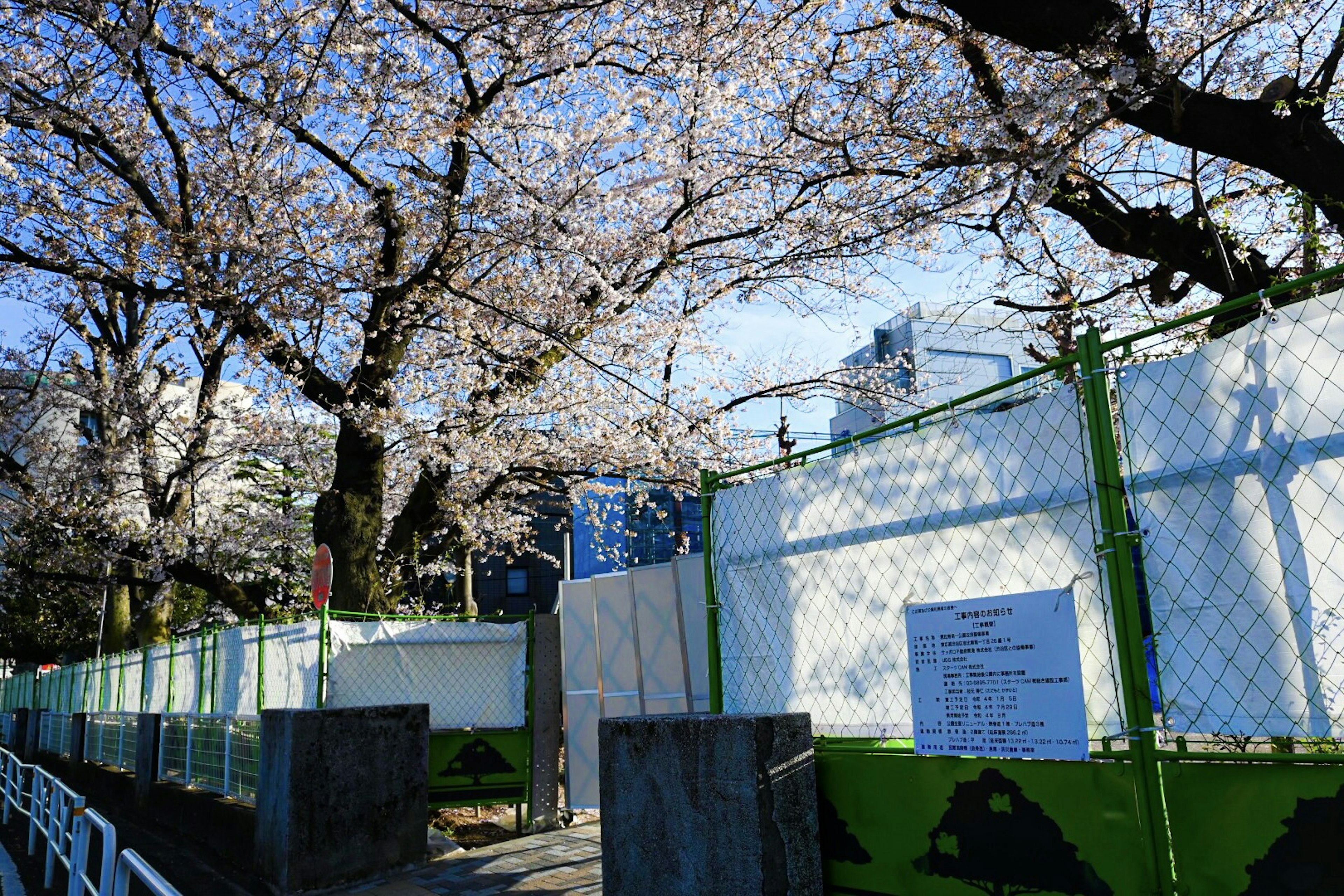 Pohon sakura berbunga dekat area berpagar di bawah langit biru cerah