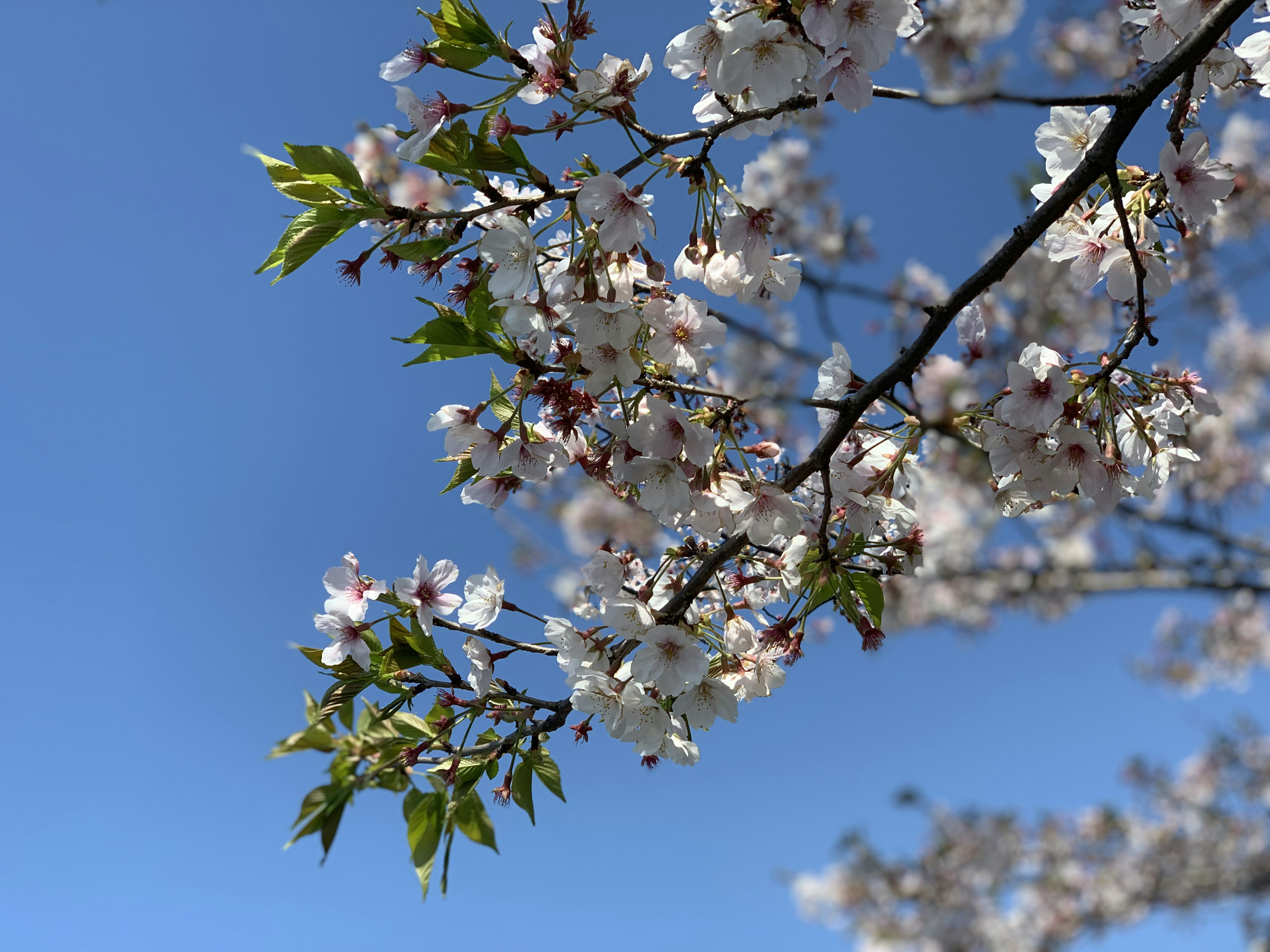 Cherry blossoms and fresh green leaves under a blue sky