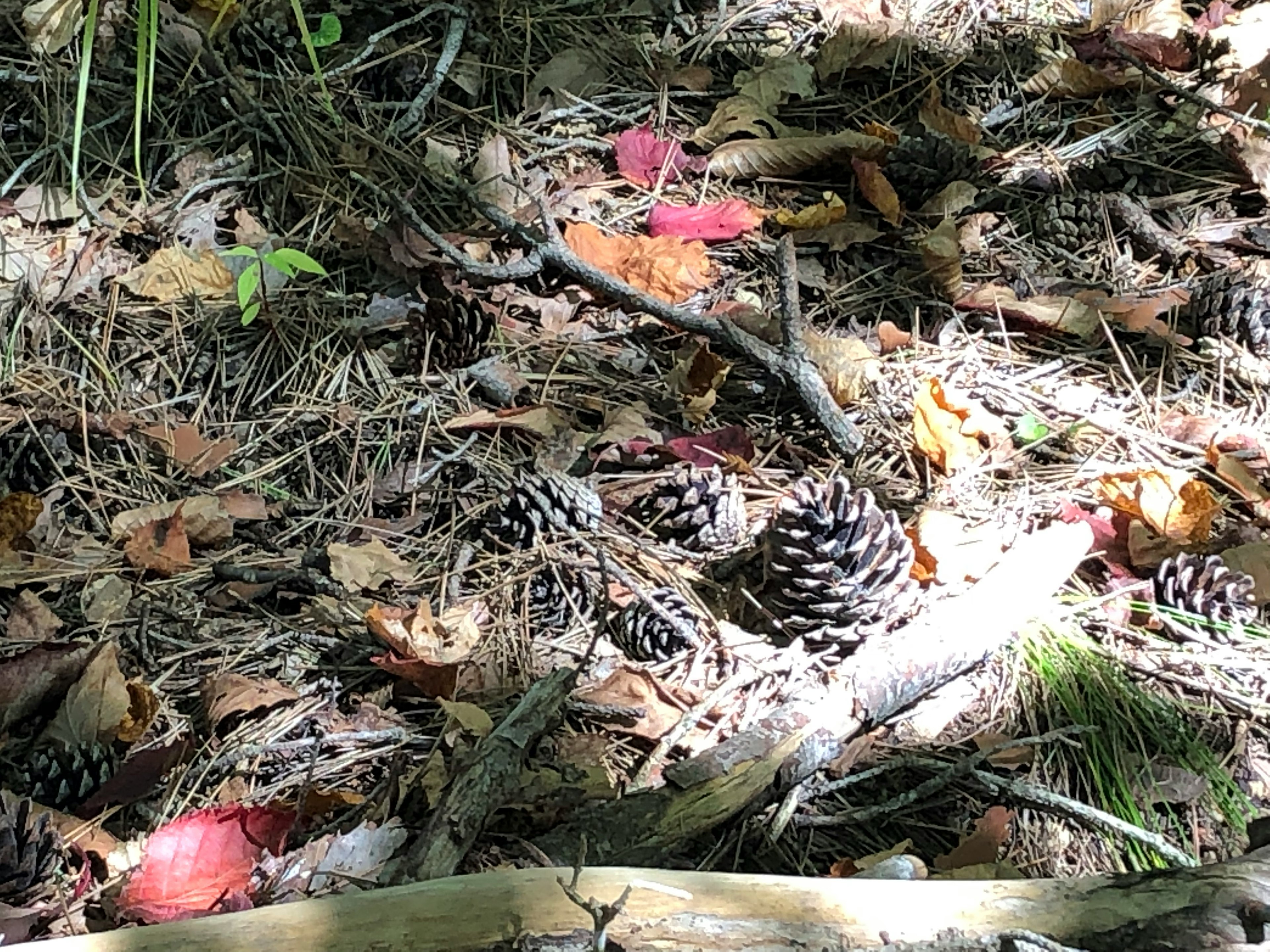 Kiefernzapfen und gefallene Blätter, die auf dem Waldboden verstreut sind