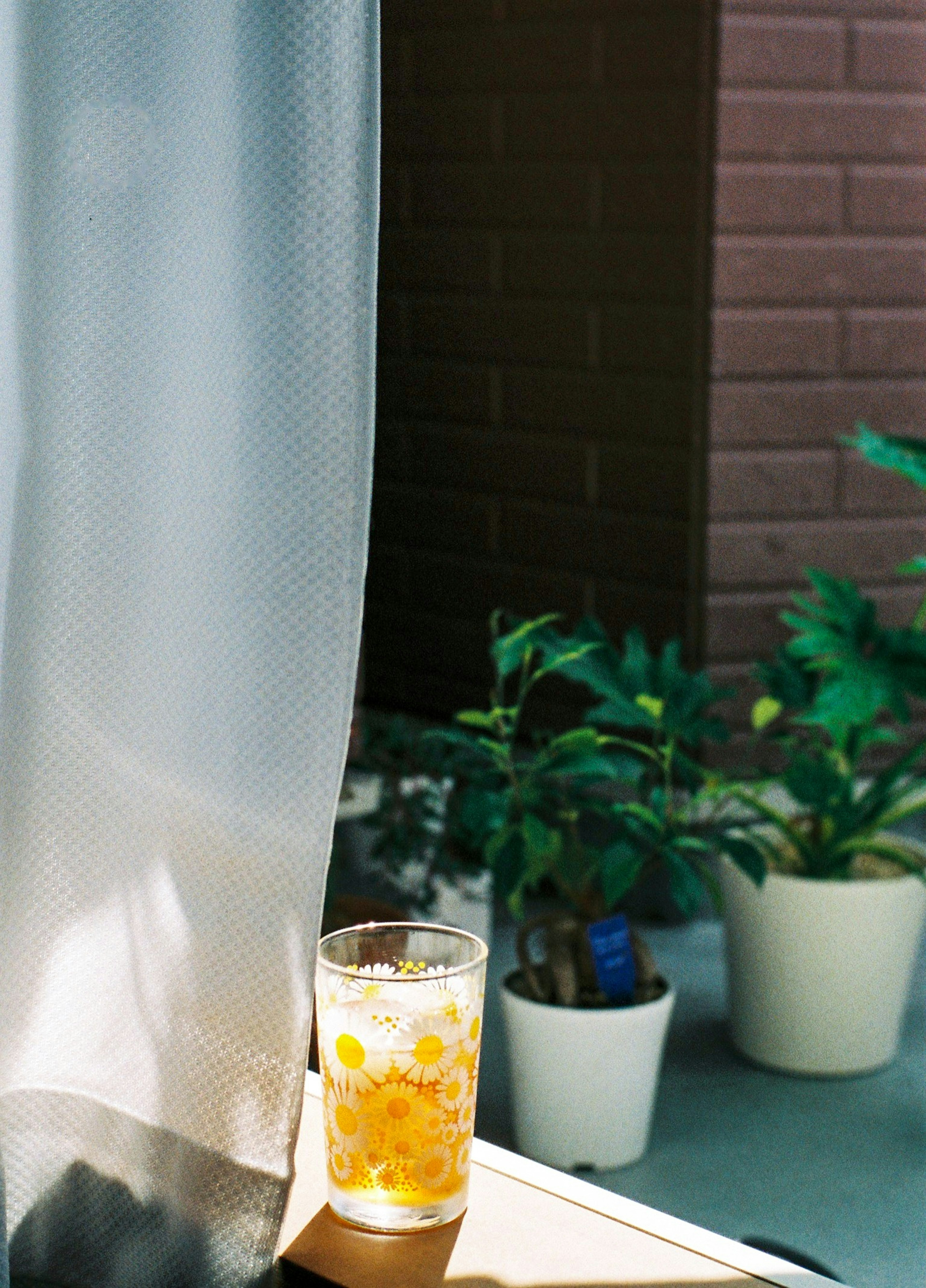 A glass of orange drink beside a sheer curtain and potted plants