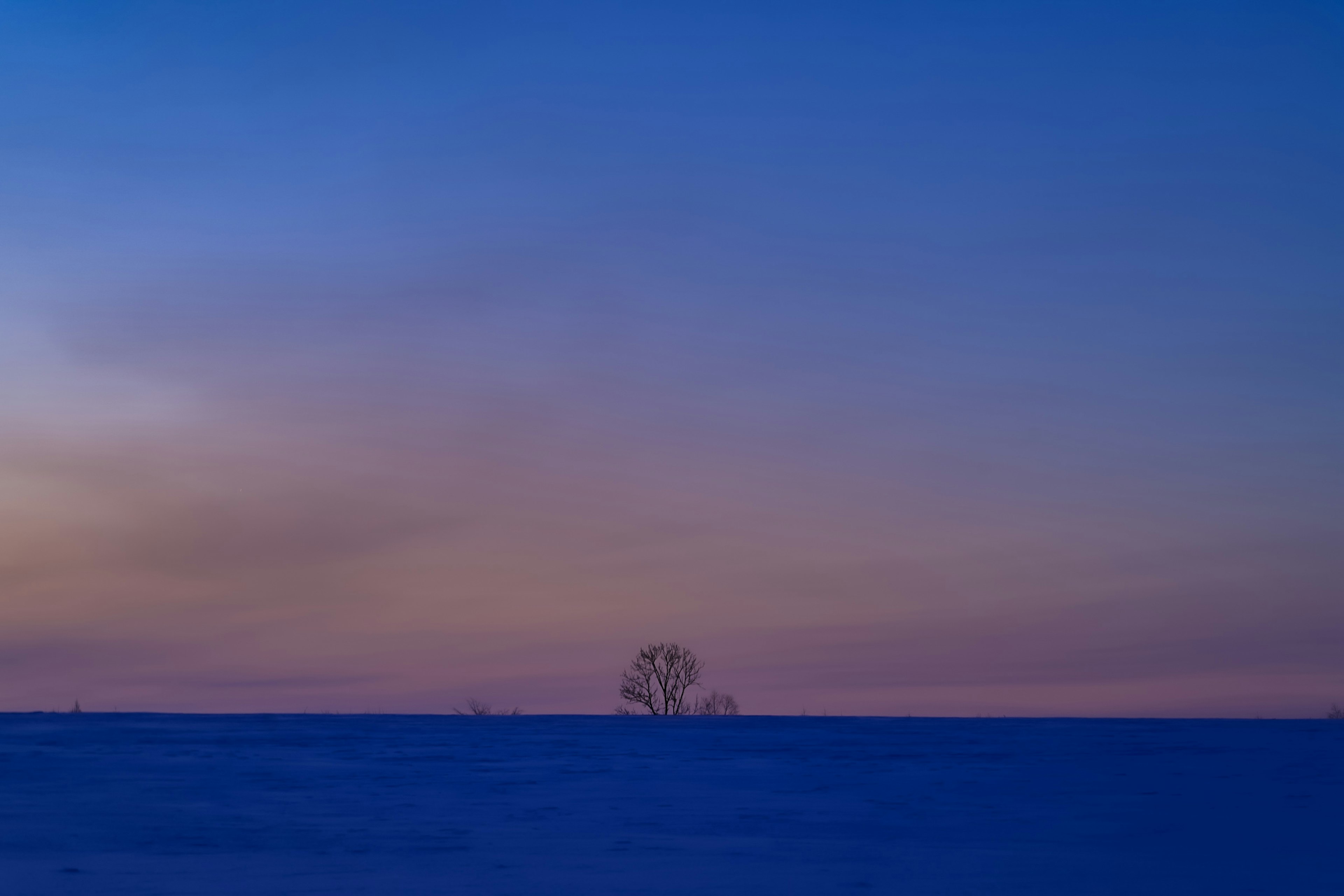 Cielo degradado en azul y púrpura con la silueta de un árbol en el horizonte