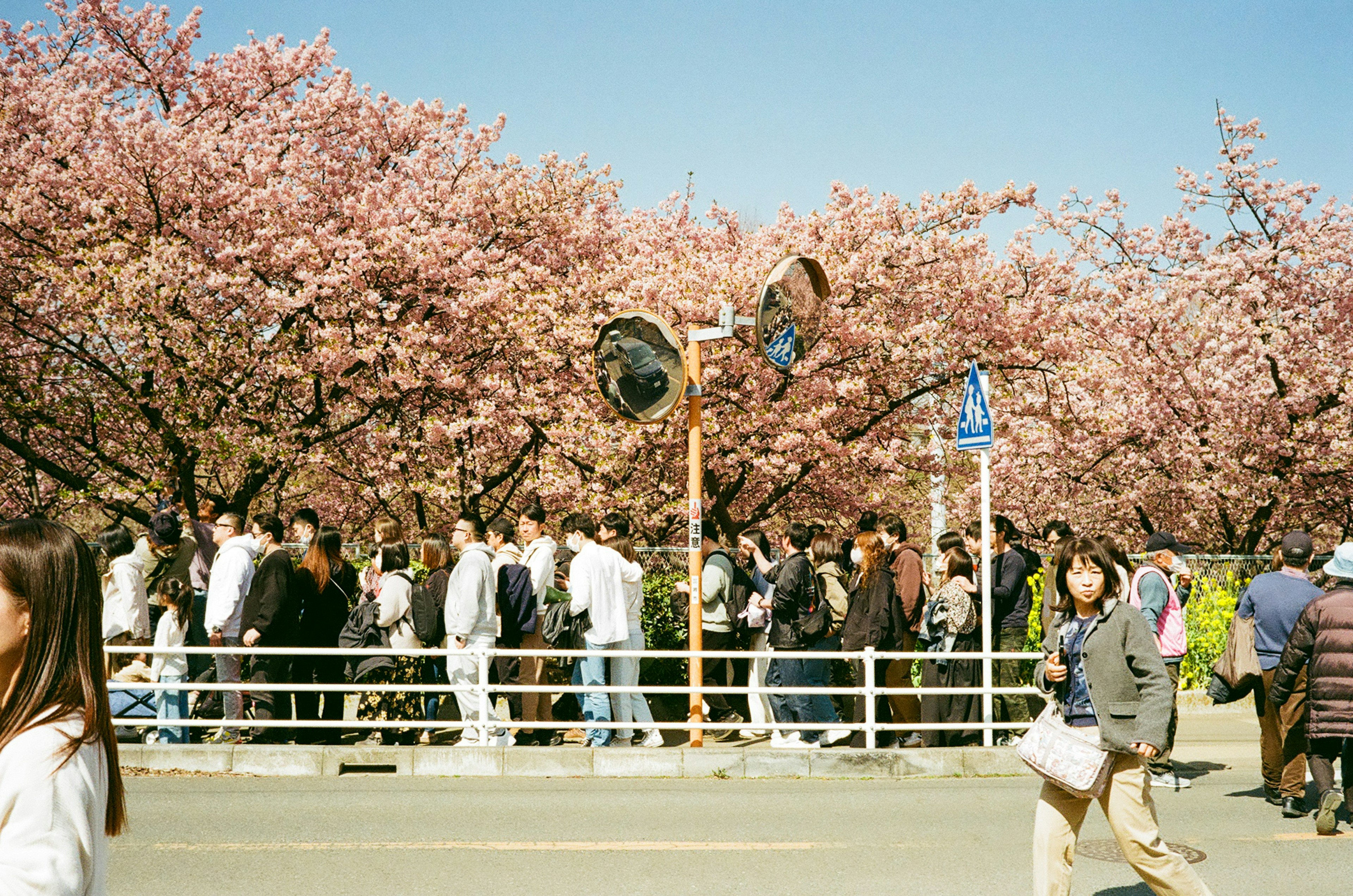 桜の木の下で行列を作る人々の群れ