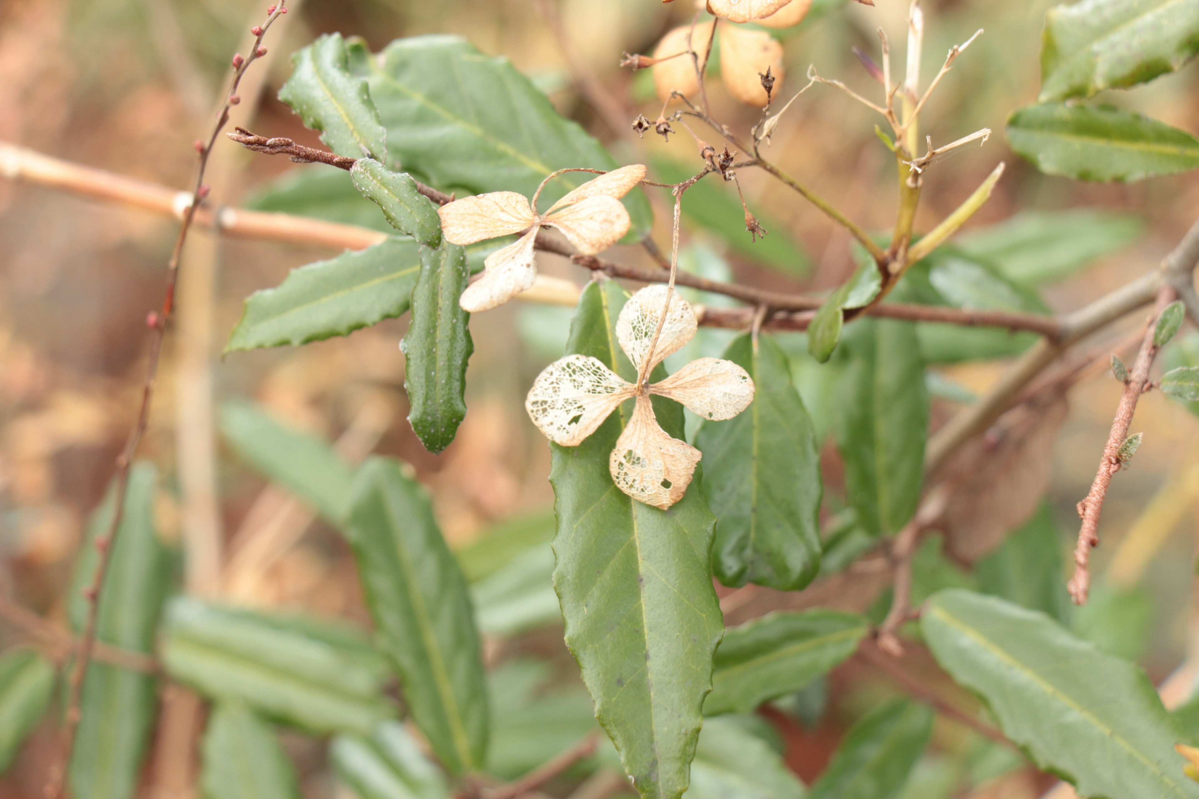 Close-up of a plant with green leaves and white flowers