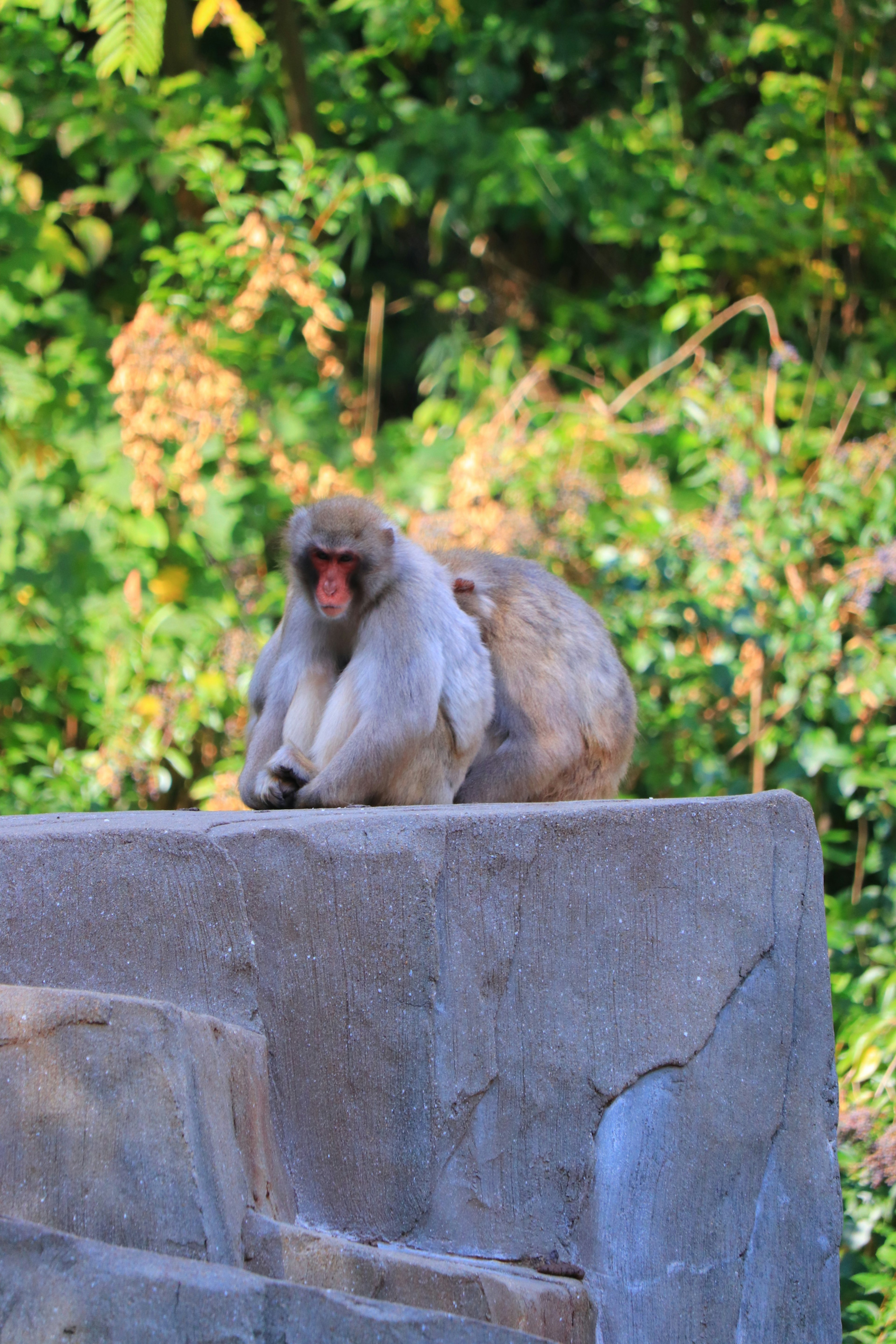 Ein Affe sitzt auf einem Felsen vor grünem Hintergrund