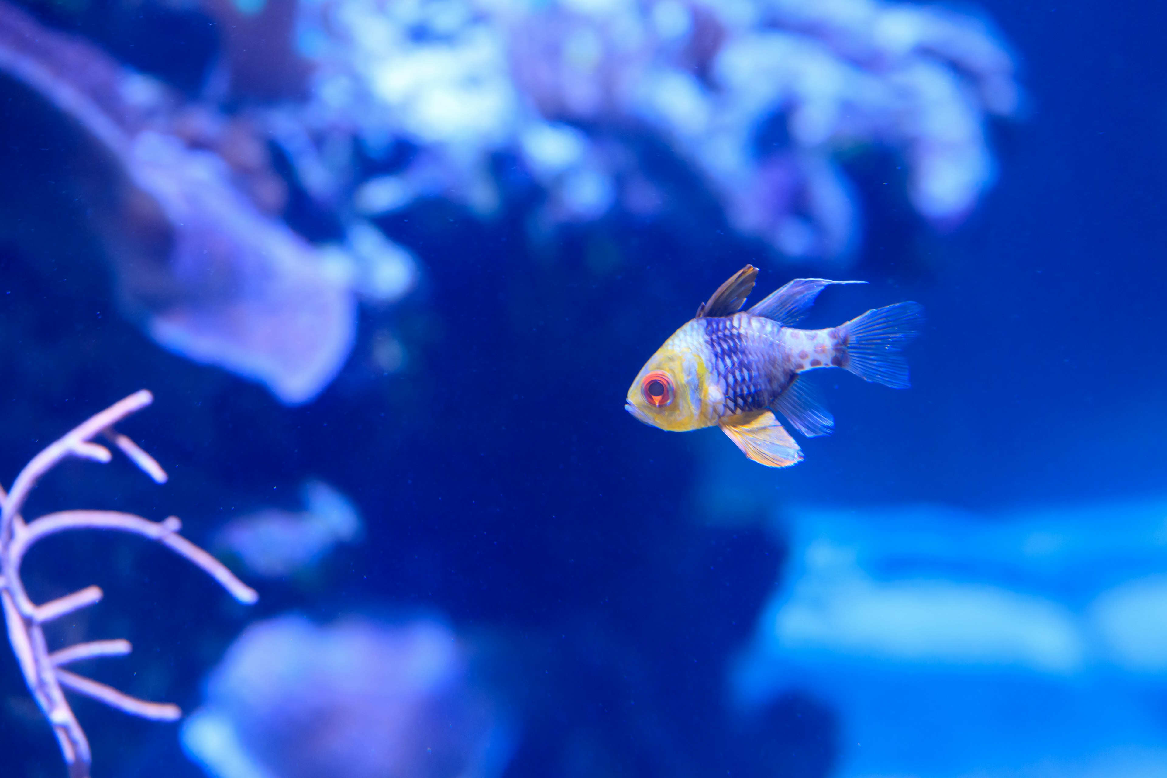 Ikan kecil berenang di air biru dengan kehidupan laut yang berwarna-warni