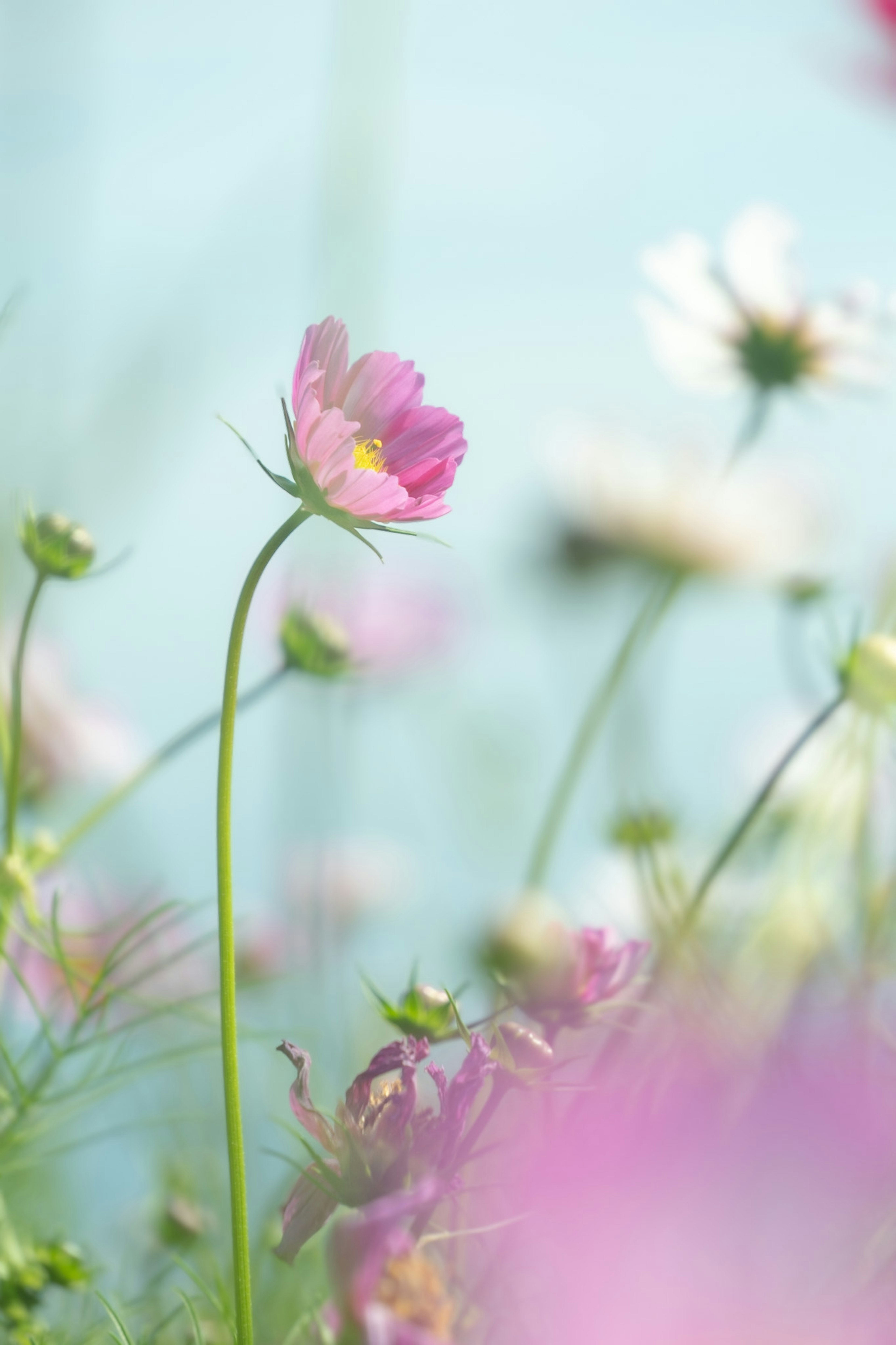 A cosmos flower blooming against a soft blue background