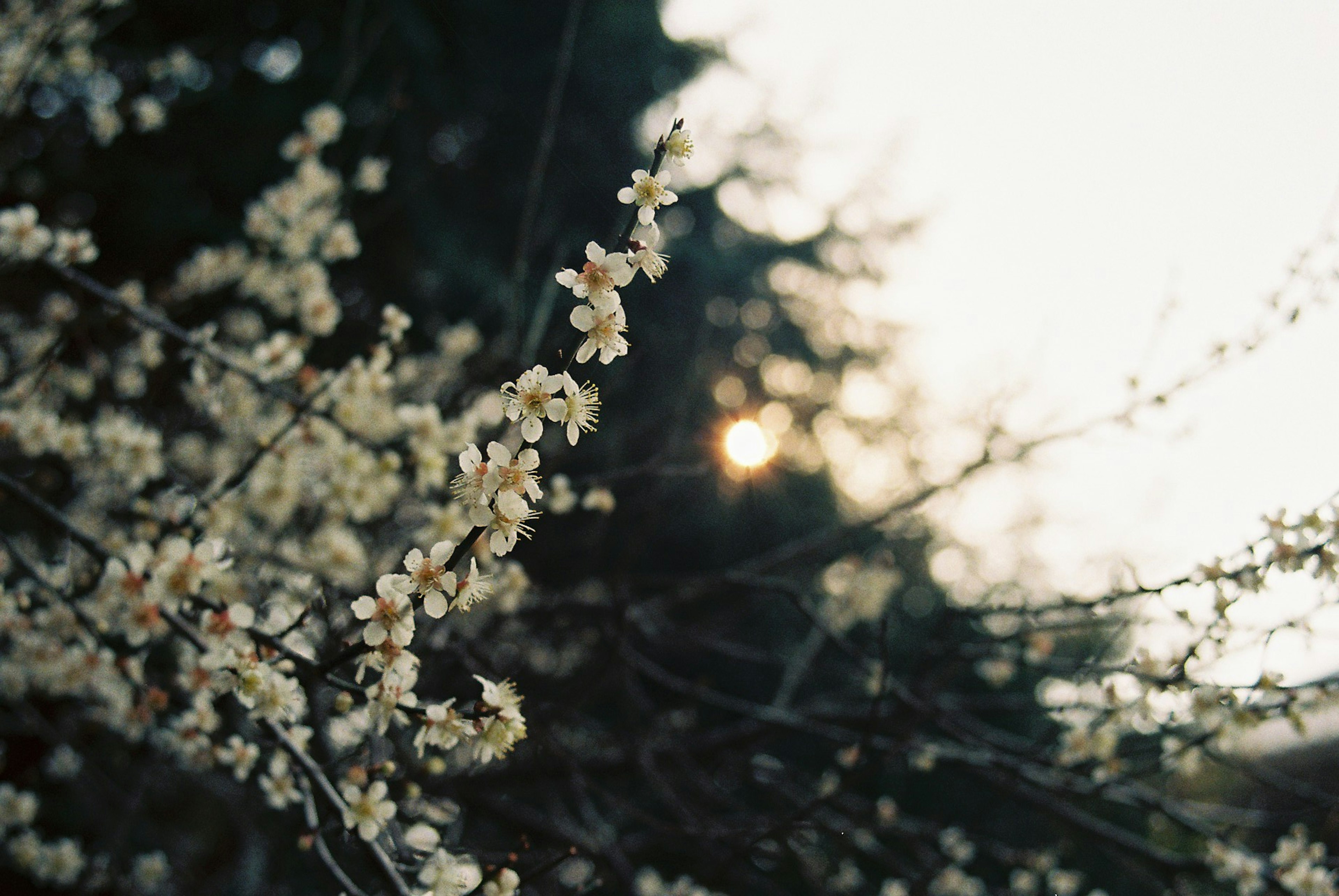 Branch with white blossoms and soft sunlight in the background