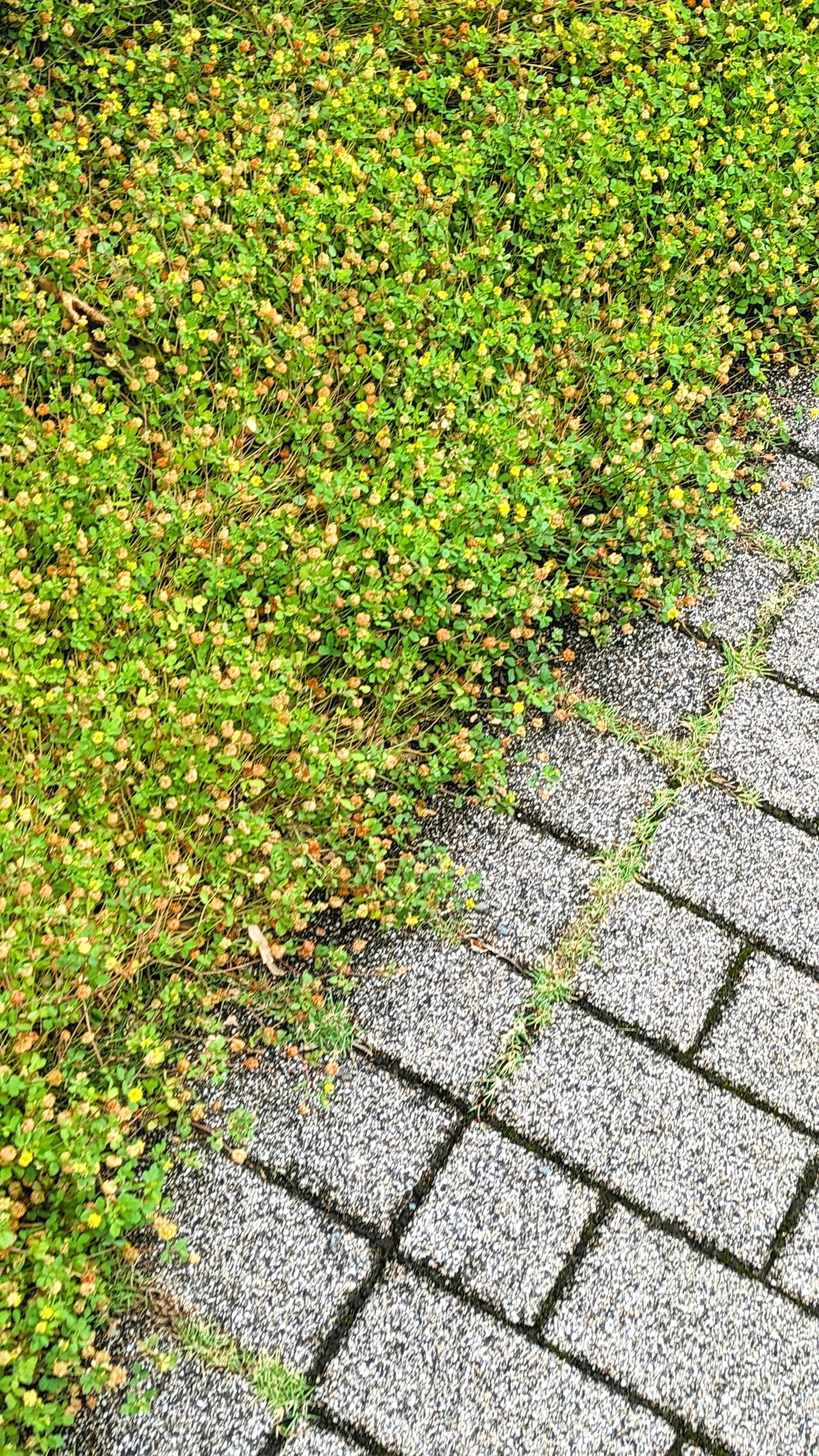 Imagen que muestra un límite entre hierba verde y un camino de piedra