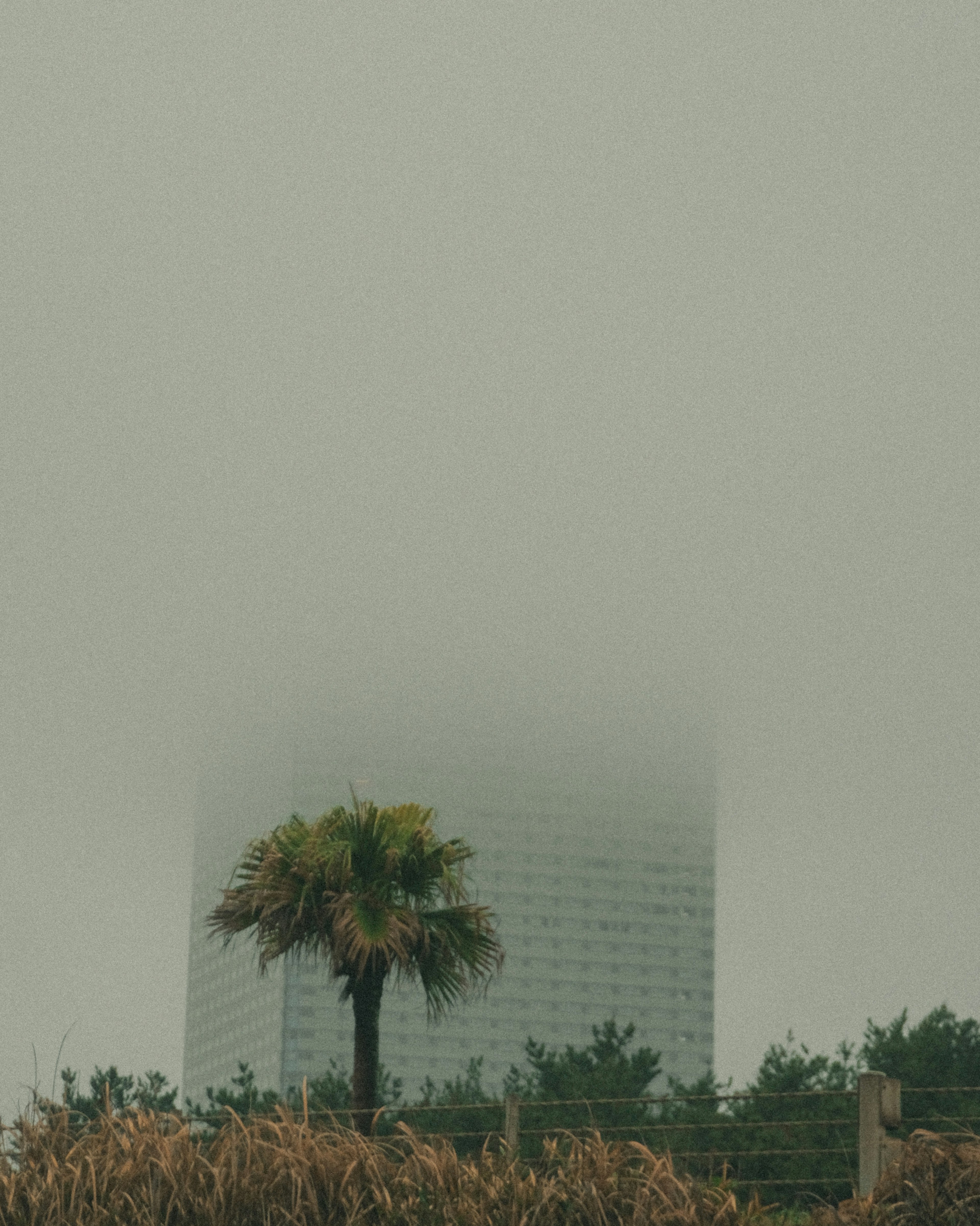 Un grand bâtiment enveloppé de brouillard avec un palmier au premier plan