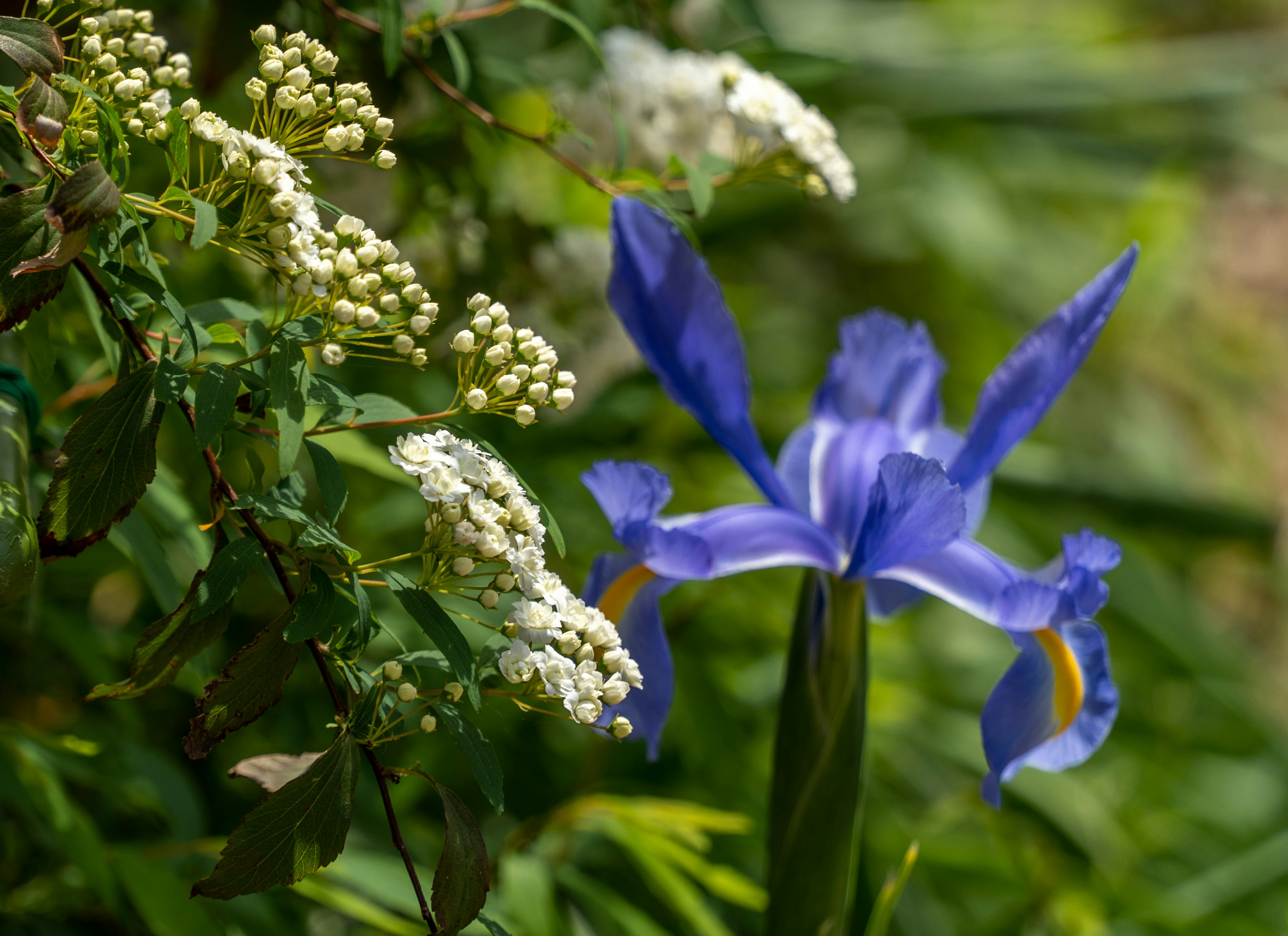 Bunga iris biru yang mencolok di samping kumpulan bunga putih kecil di taman yang subur