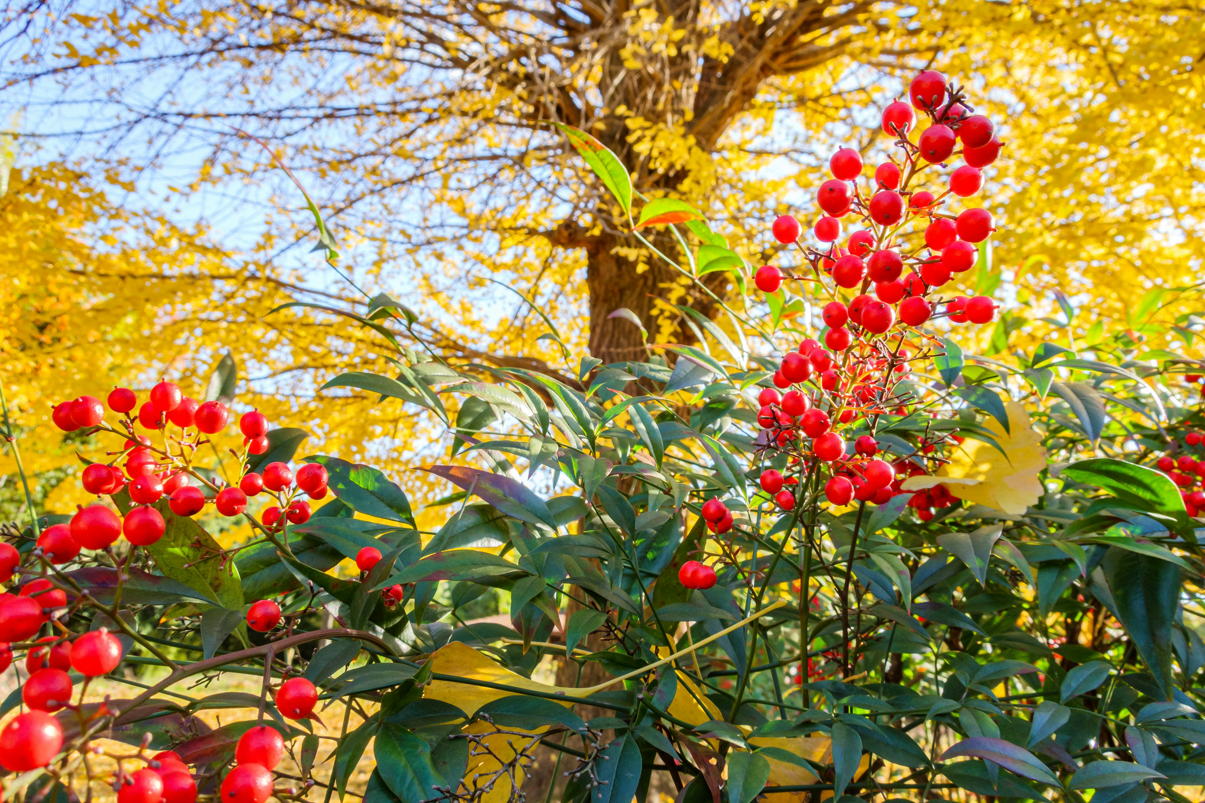 ทิวทัศน์ที่มีเบอร์รี่สีแดงสดและใบไม้สีเหลือง