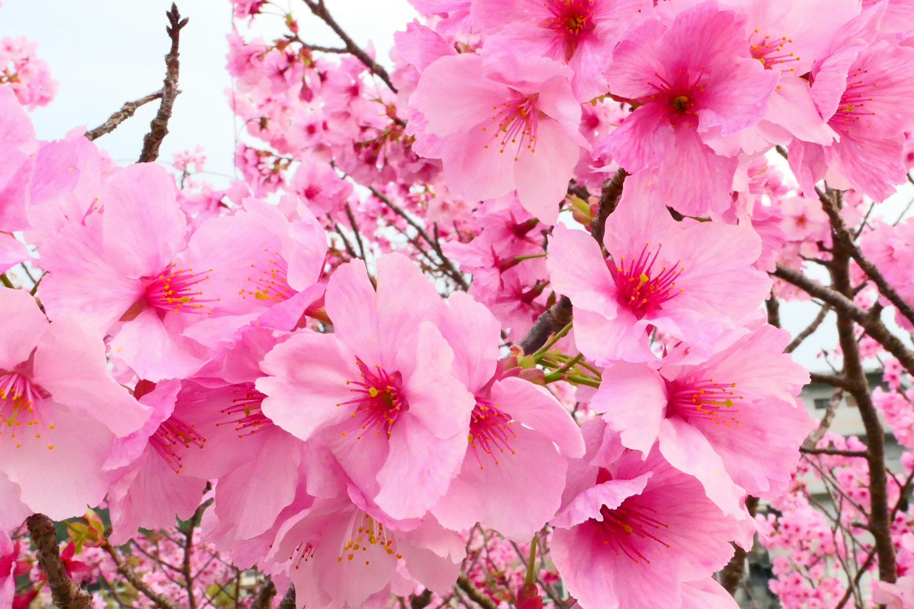 Pemandangan indah bunga sakura yang mekar