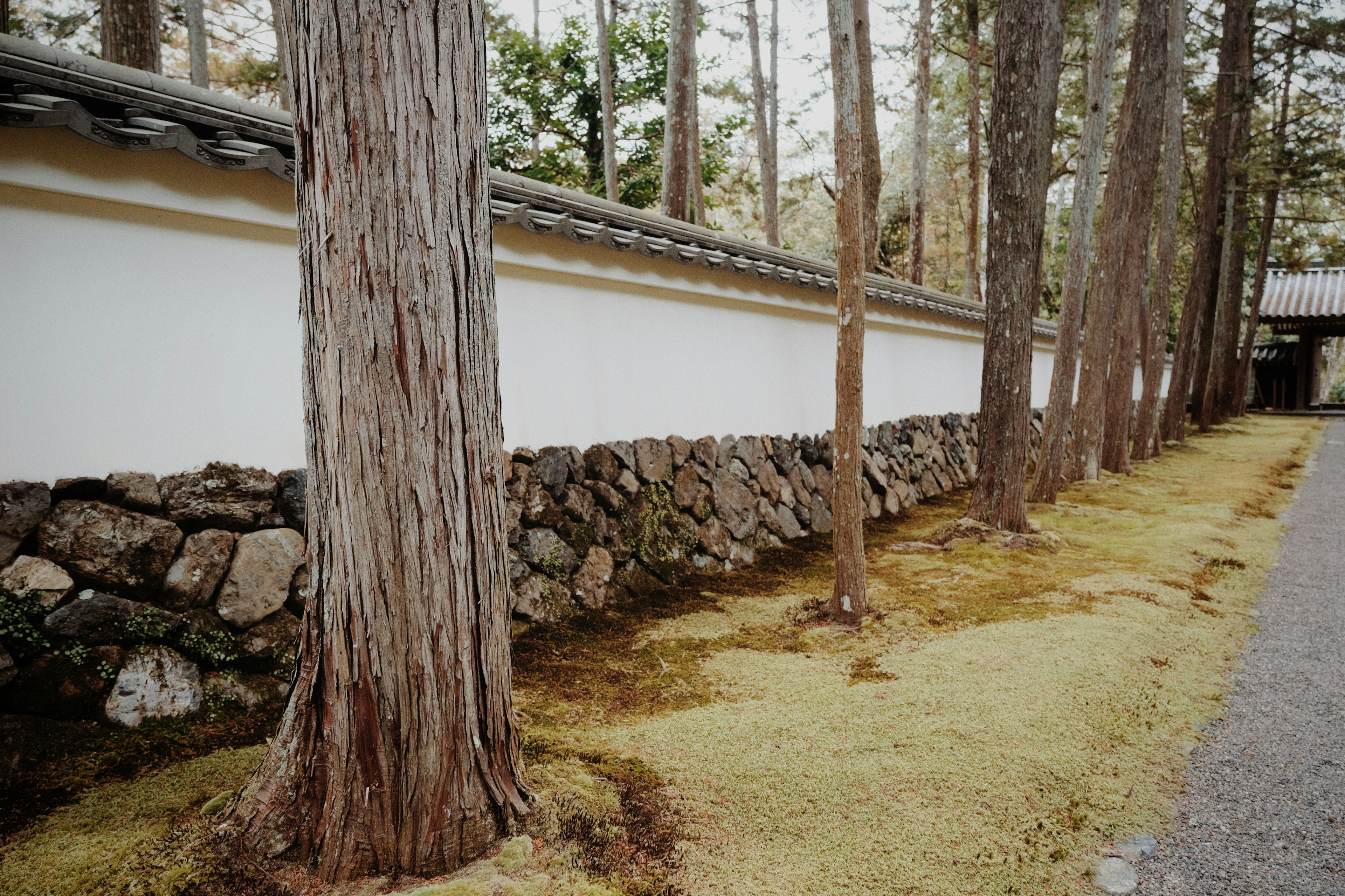 Scenic view of a white wall and stone fence bordered by pine trees