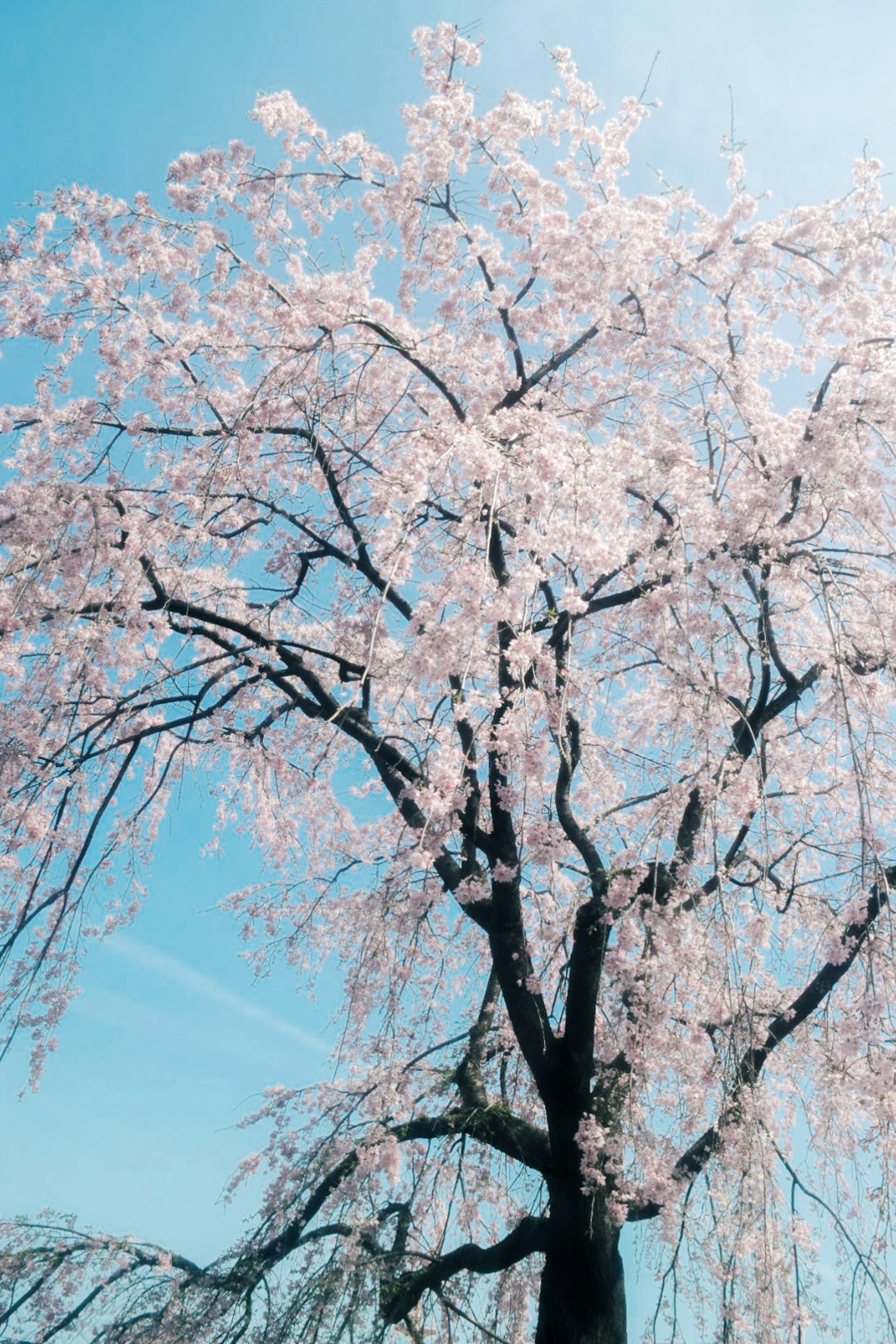 Arbre de cerisier pleureur en fleurs sous un ciel bleu