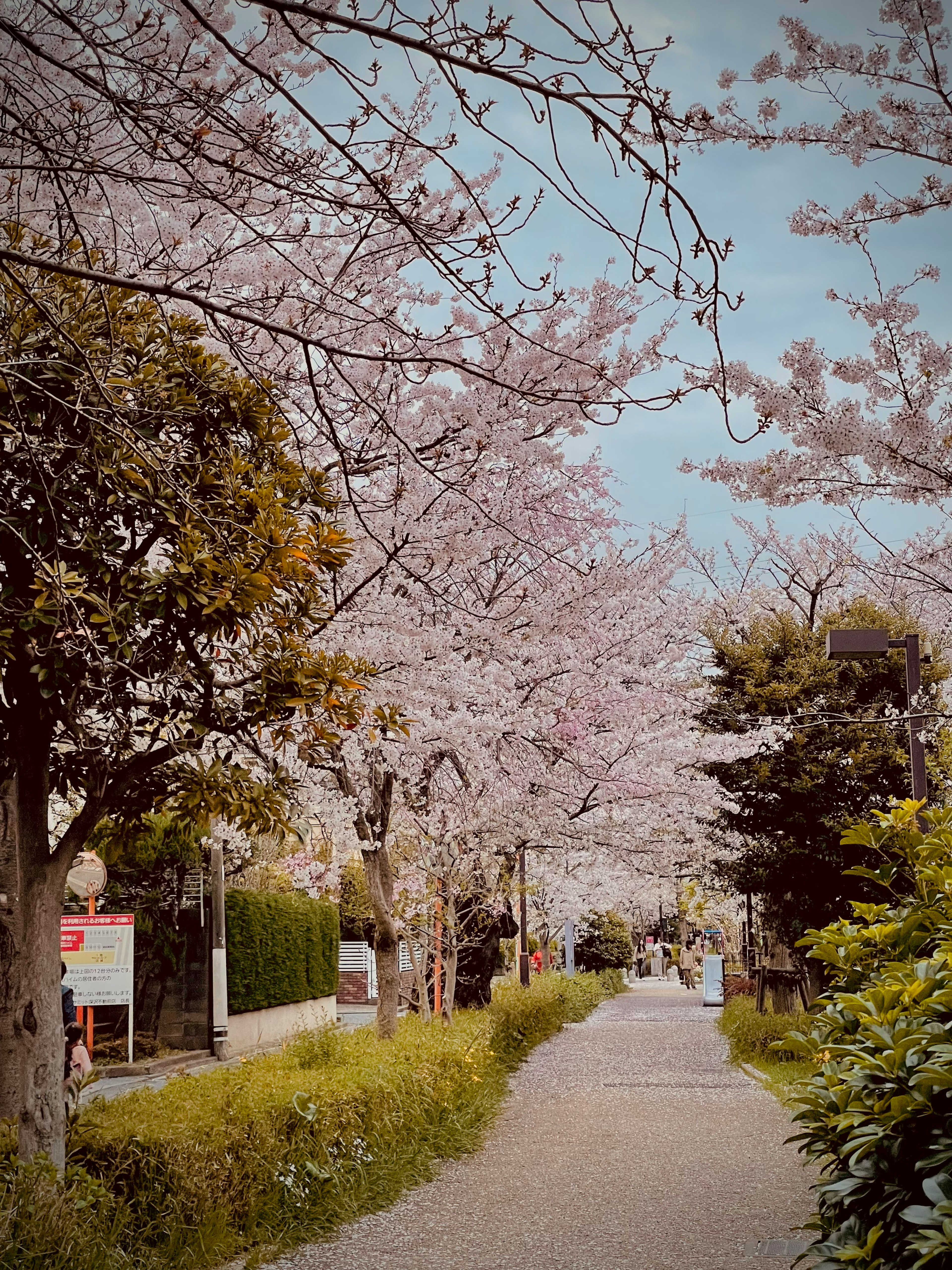 Chemin pittoresque bordé d'arbres en fleurs de cerisier